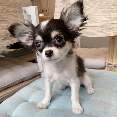 ポピー