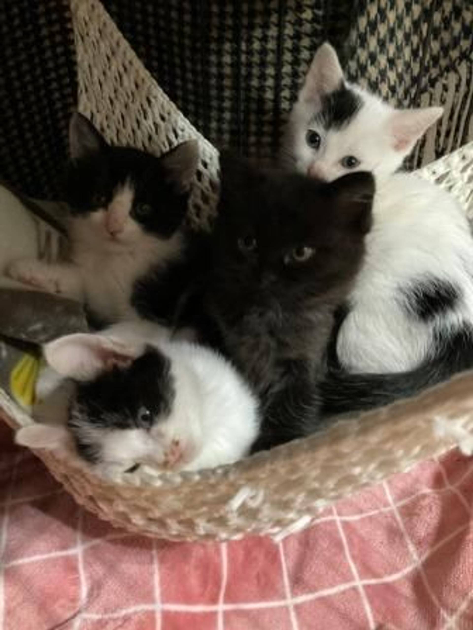 雑種（ミックス猫）・オスの里親募集の写真