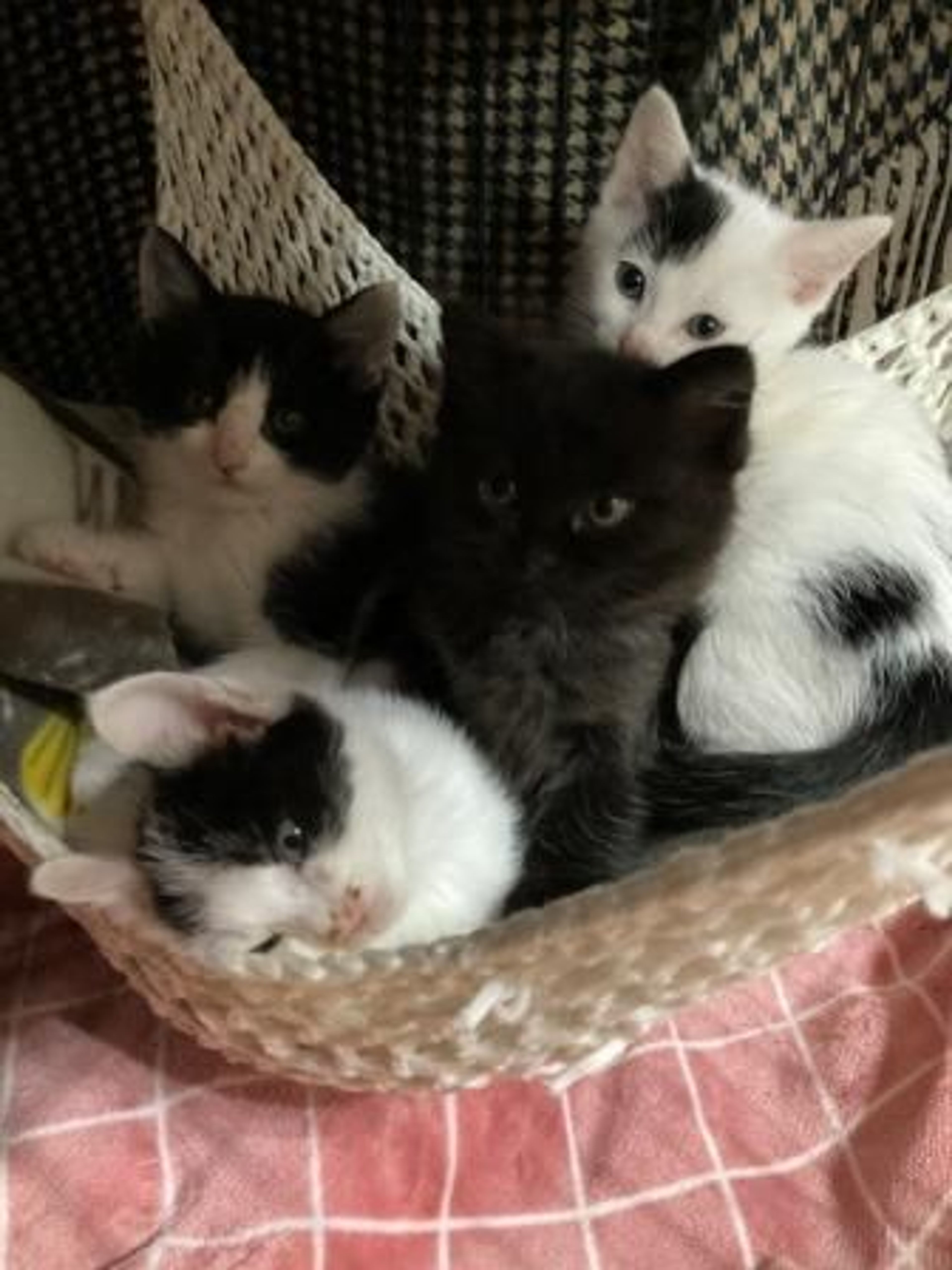 雑種（ミックス猫）・オスの里親募集の写真