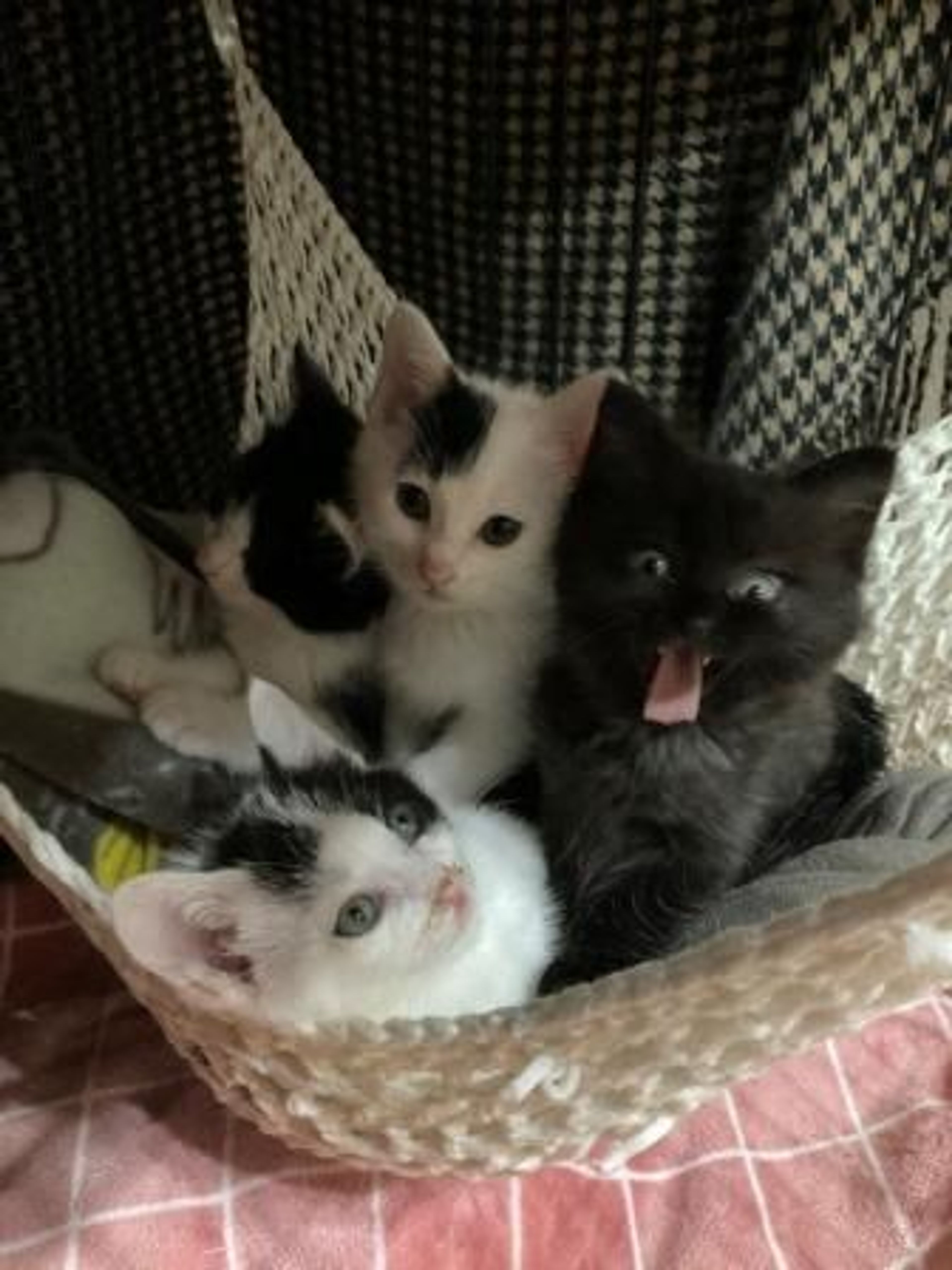 pet-image-2