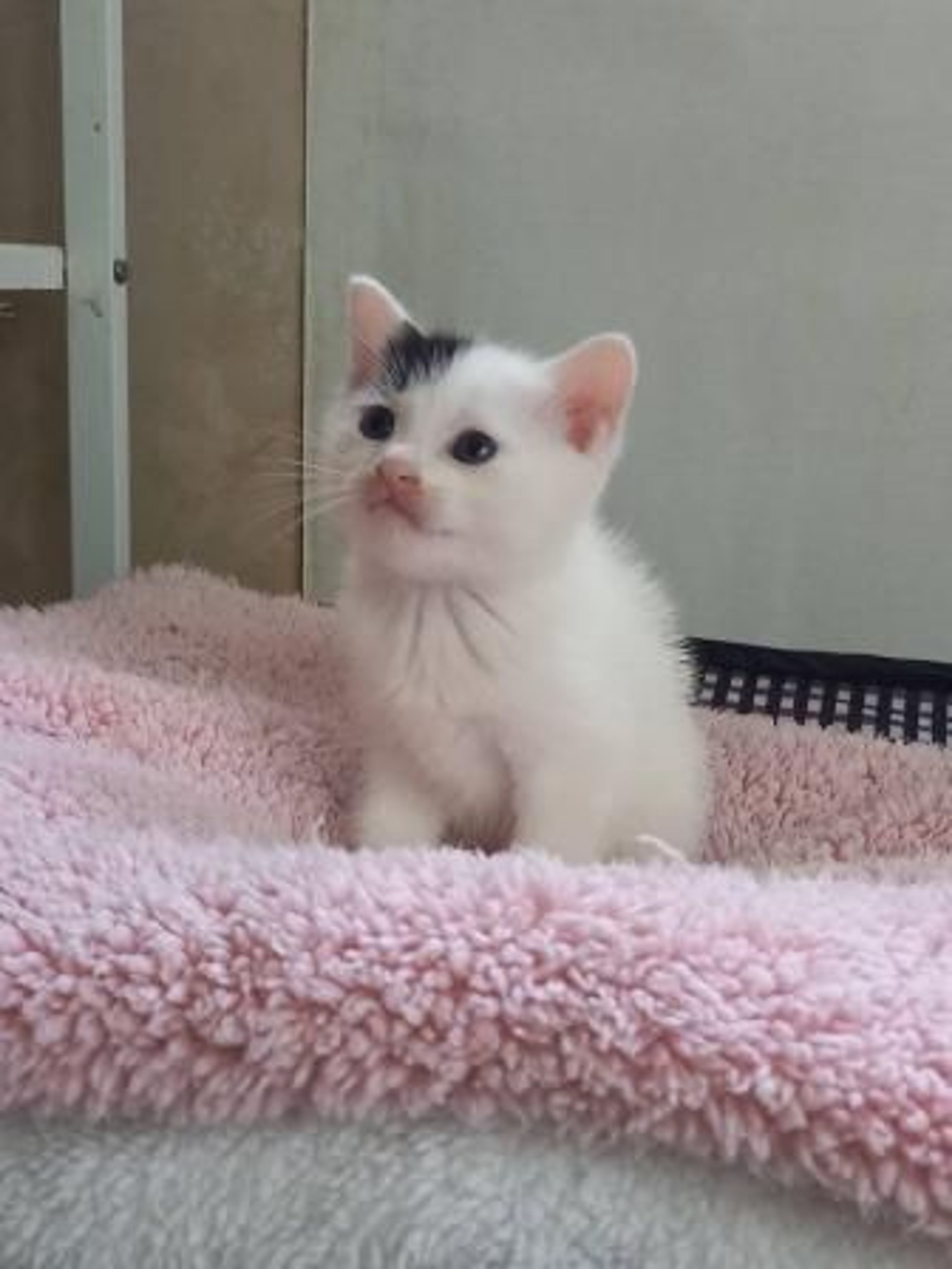 pet-image-4