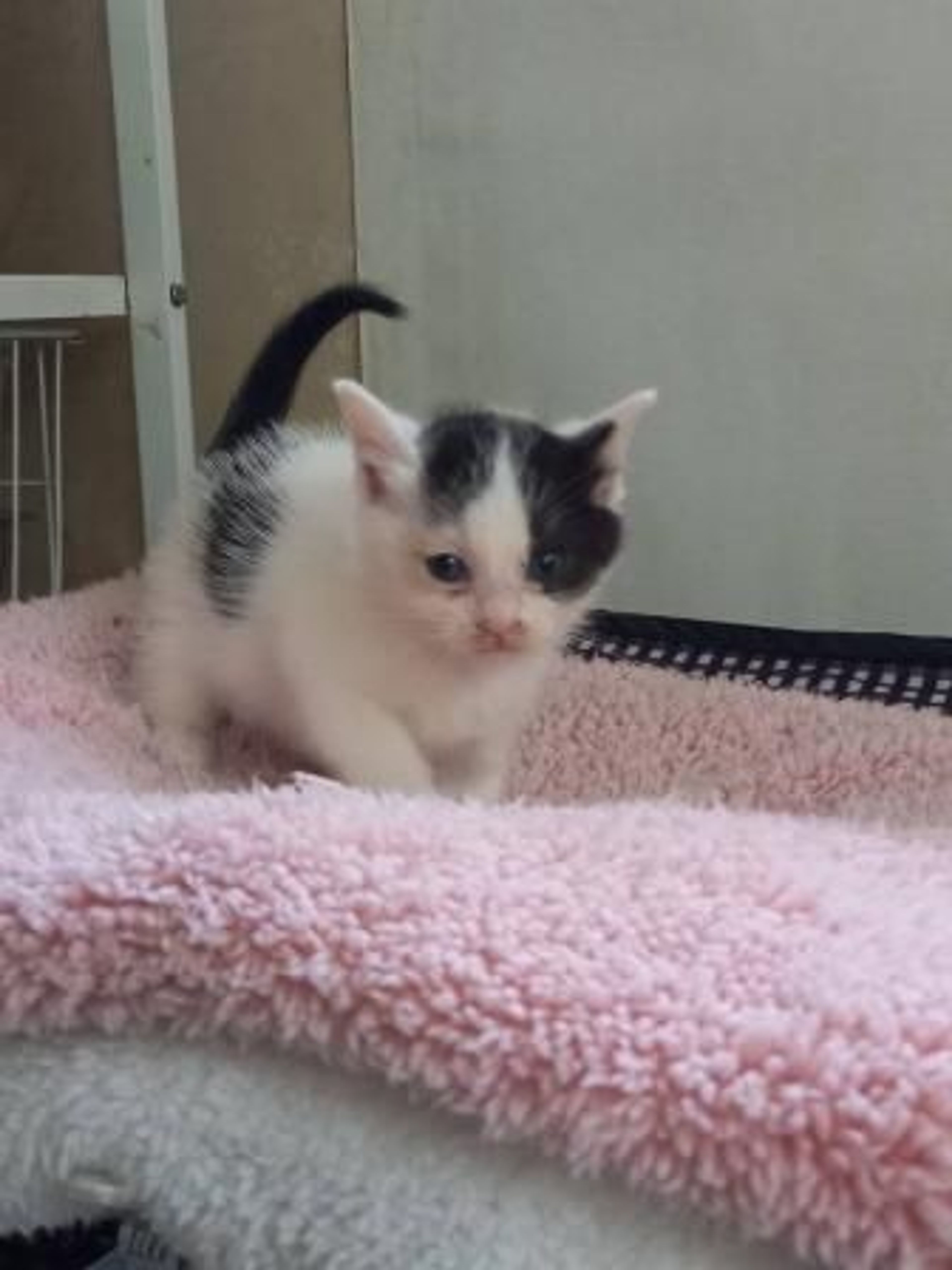 pet-image-5