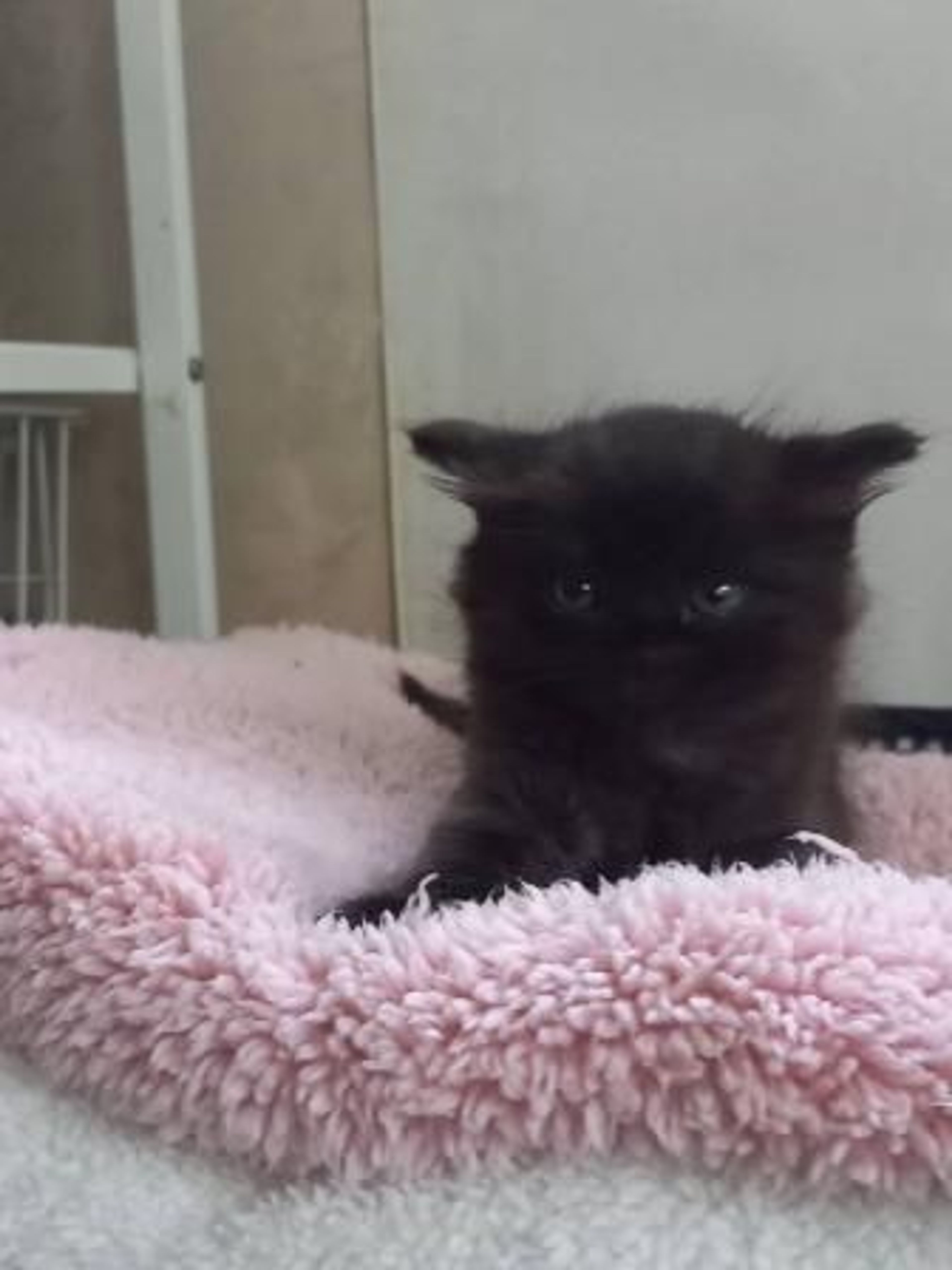 pet-image-6