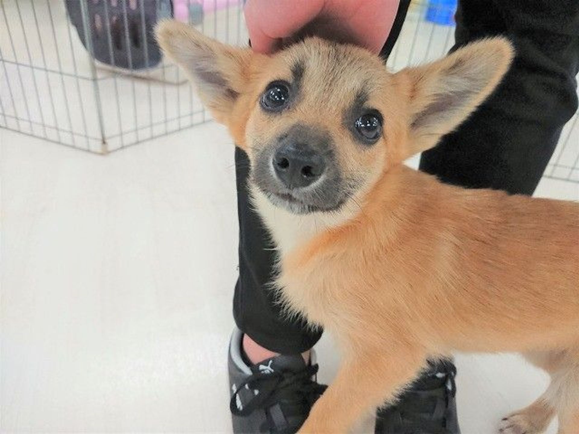 雑種（ミックス犬）・メスの里親募集の写真