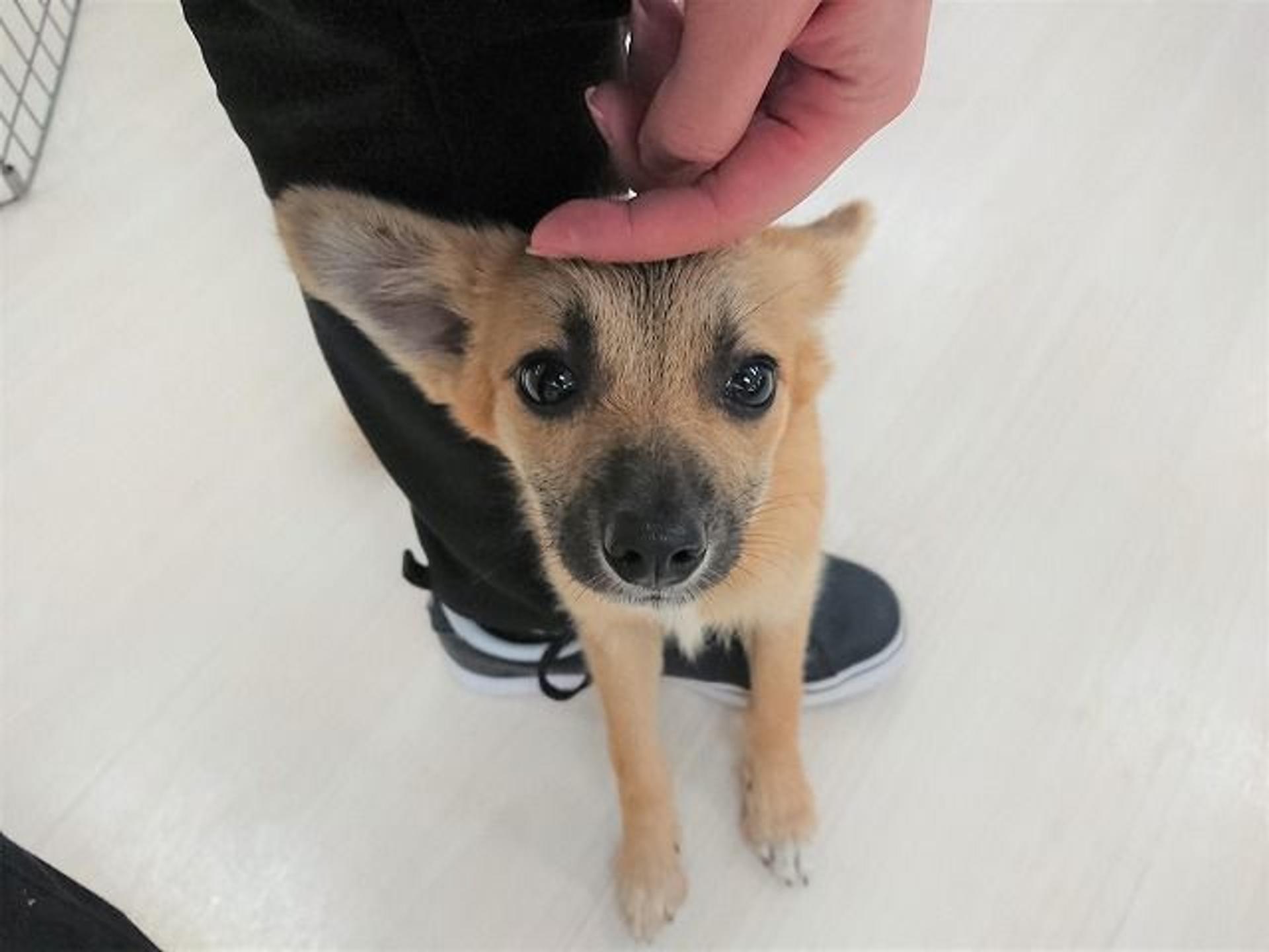 pet-image-4