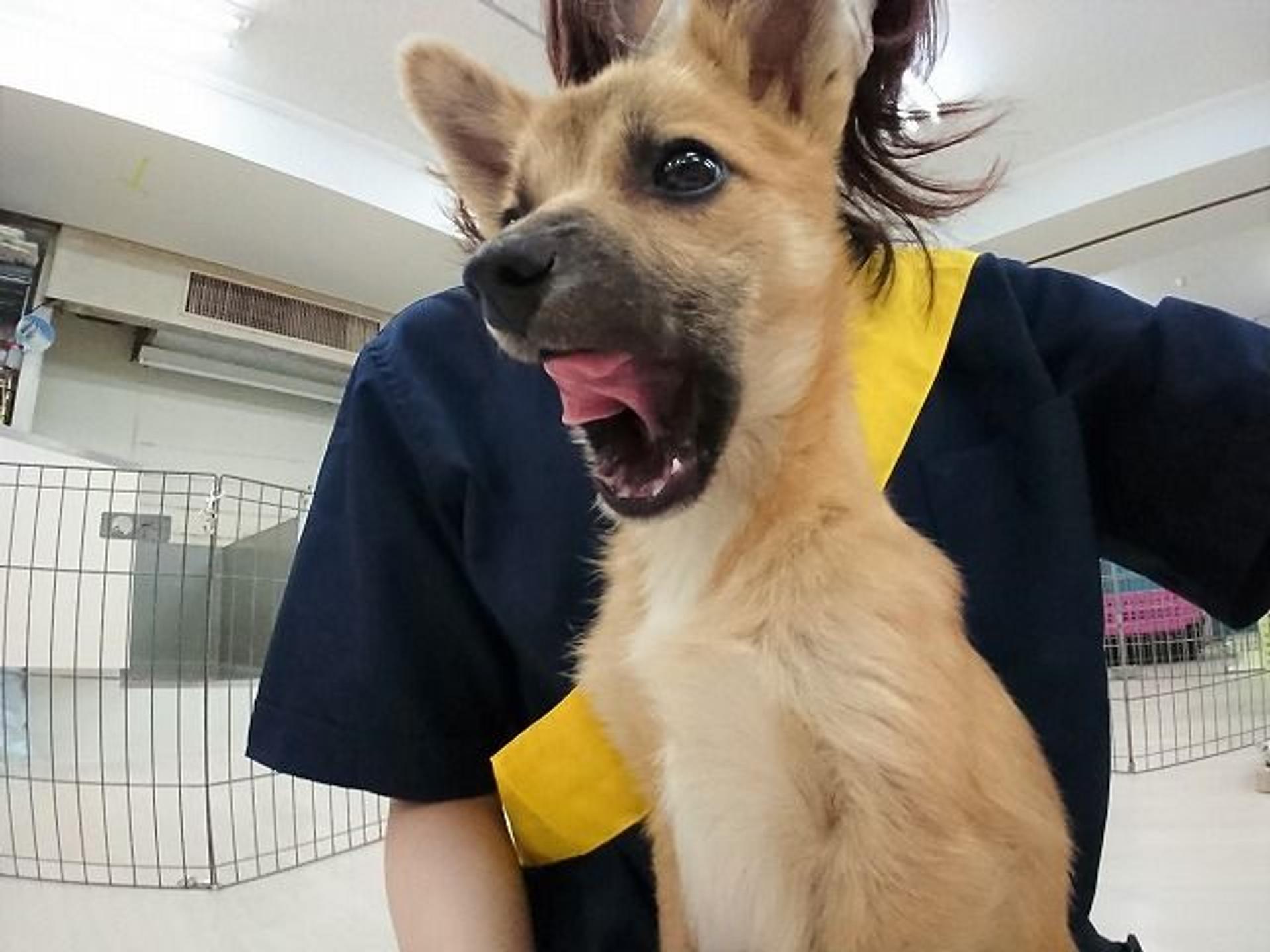 pet-image-6