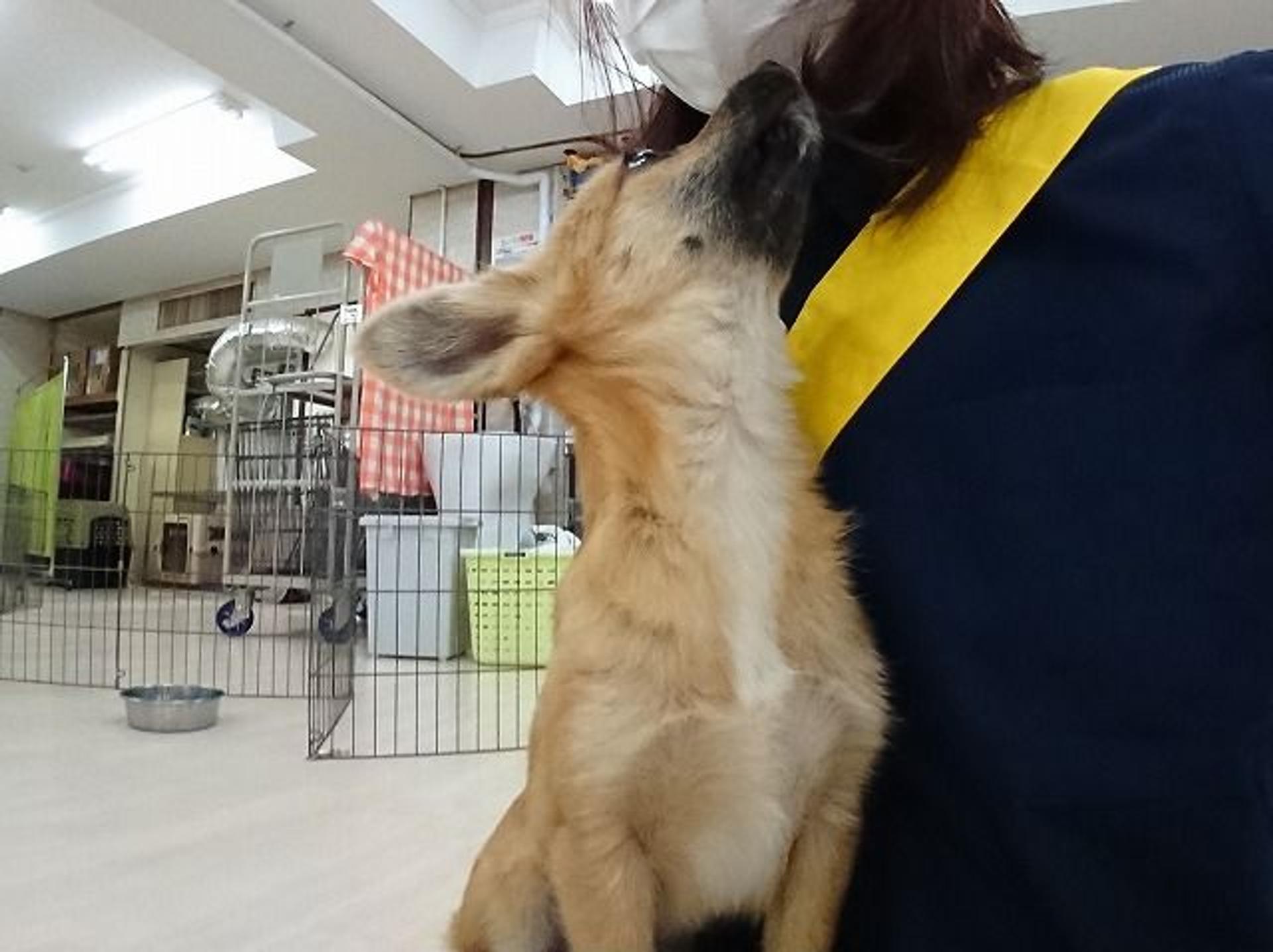 pet-image-8