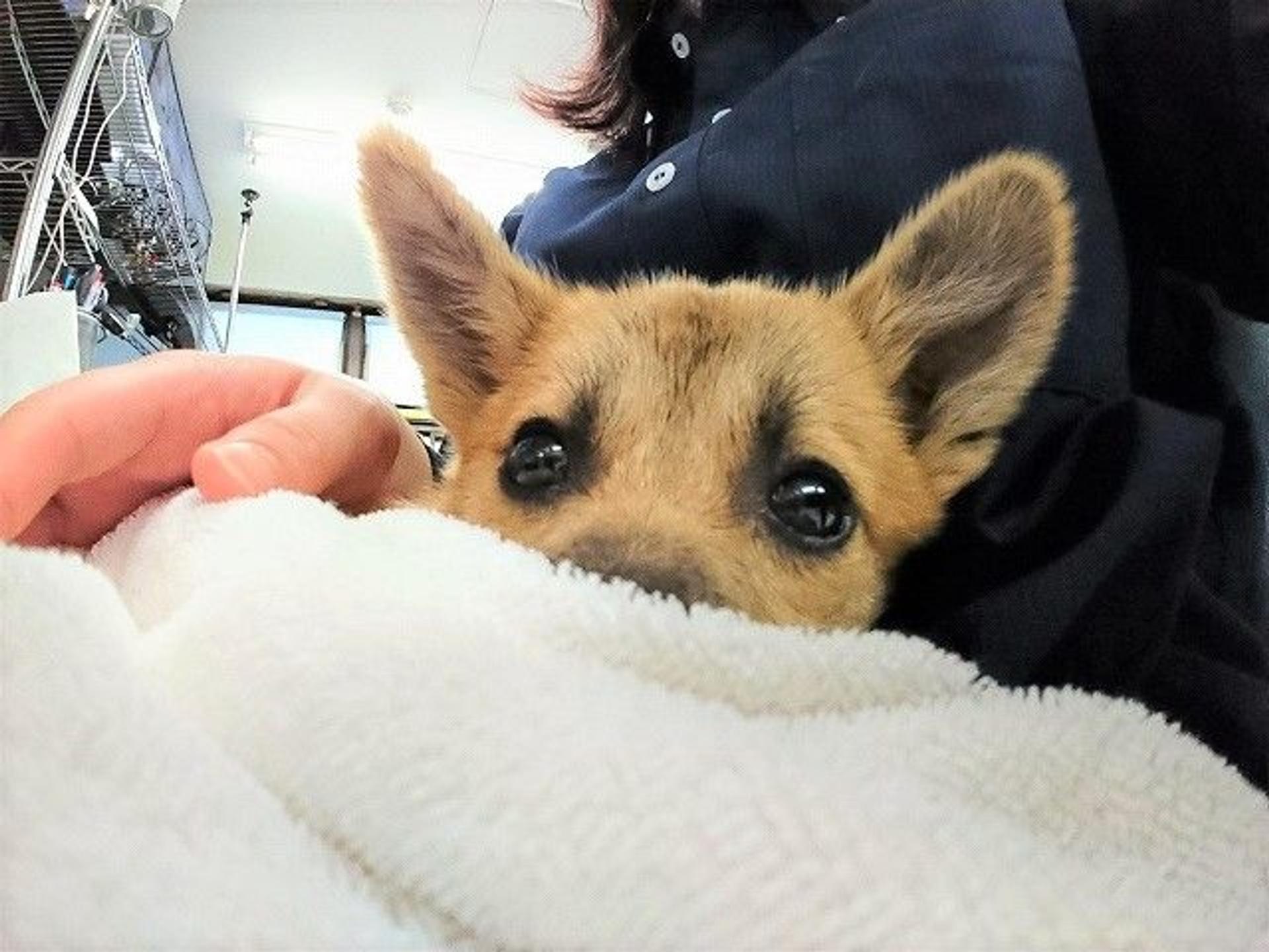 pet-image-9
