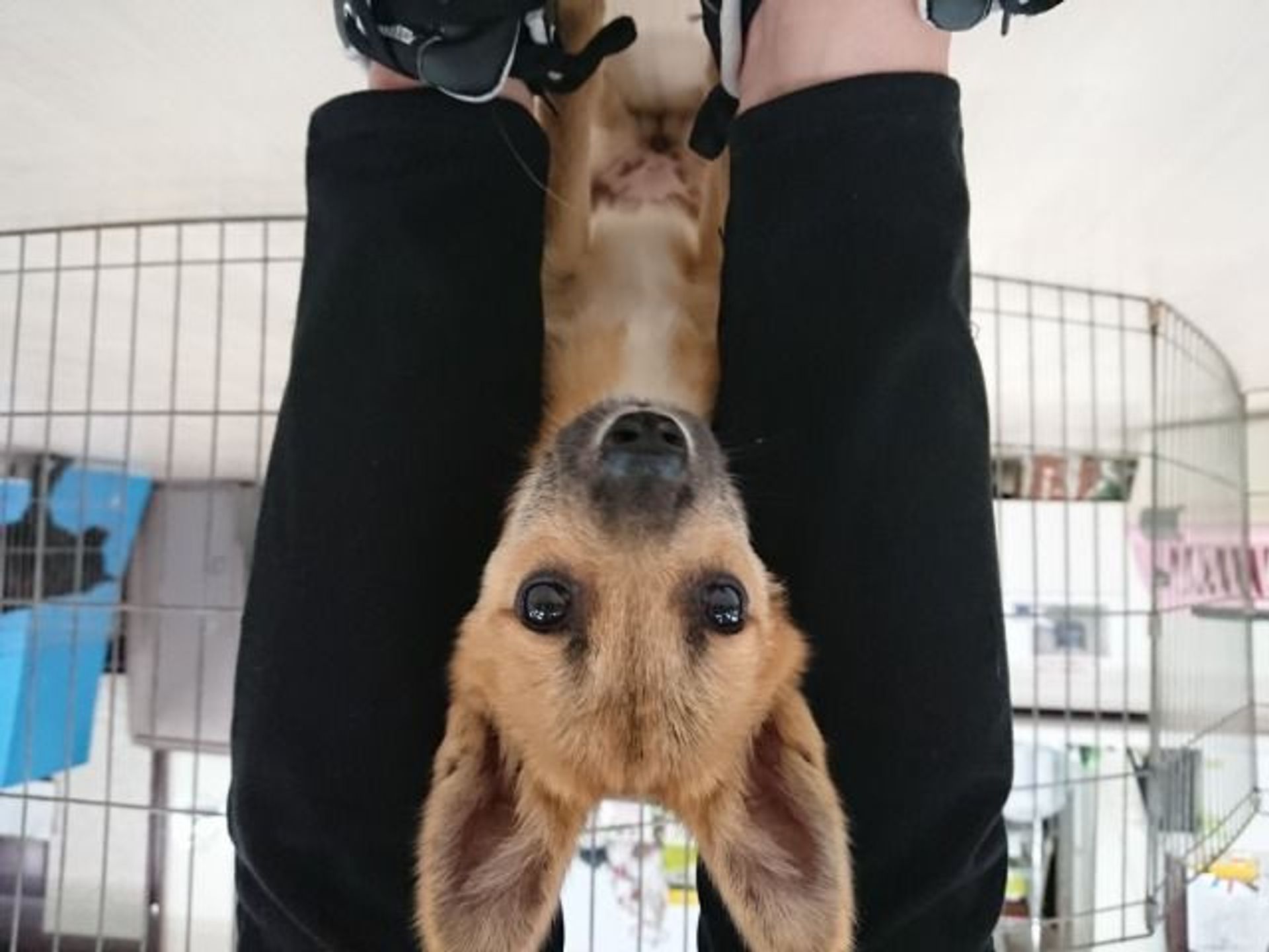 雑種（ミックス犬）・メスの里親募集の写真