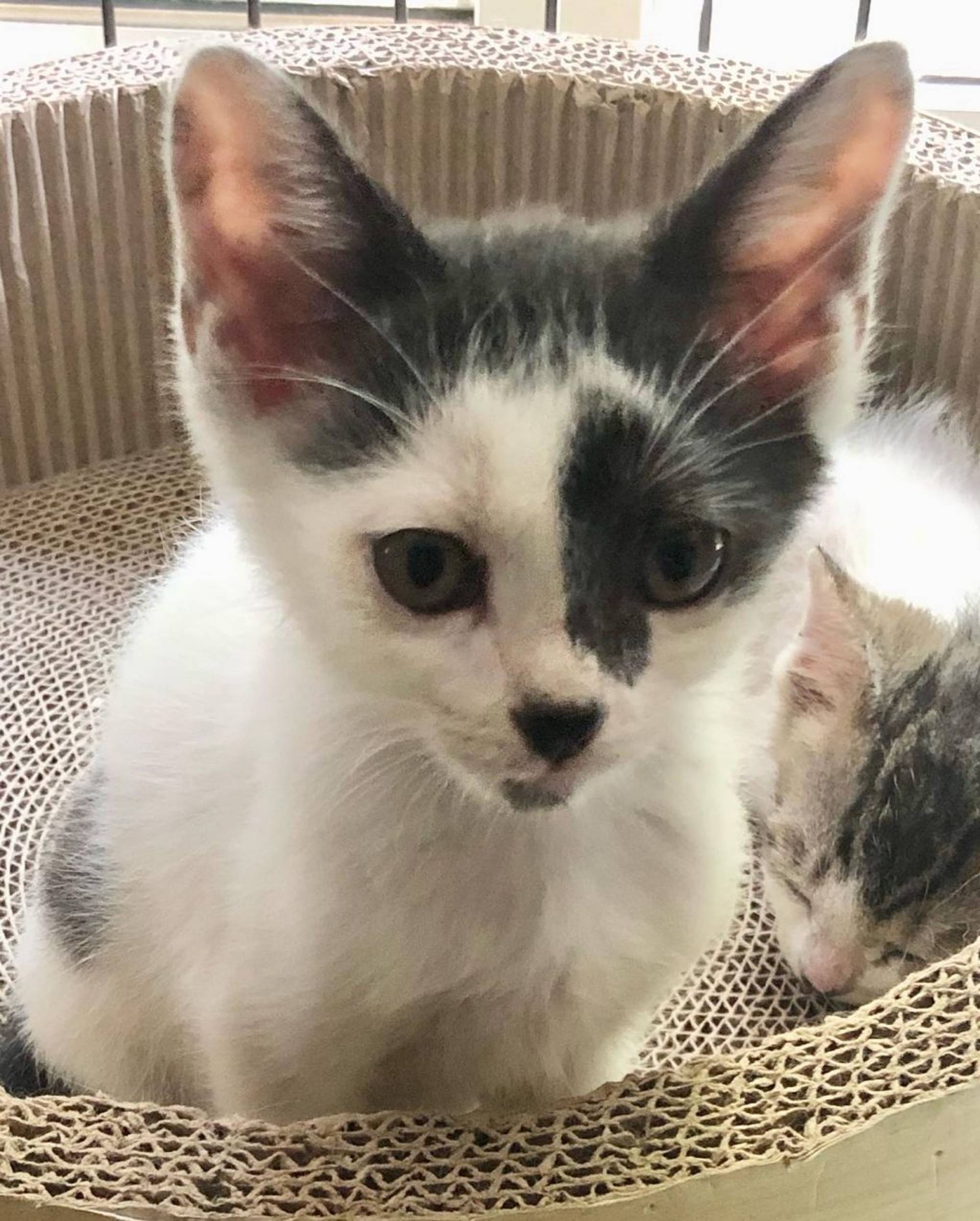 雑種（ミックス猫）・オスの里親募集の写真
