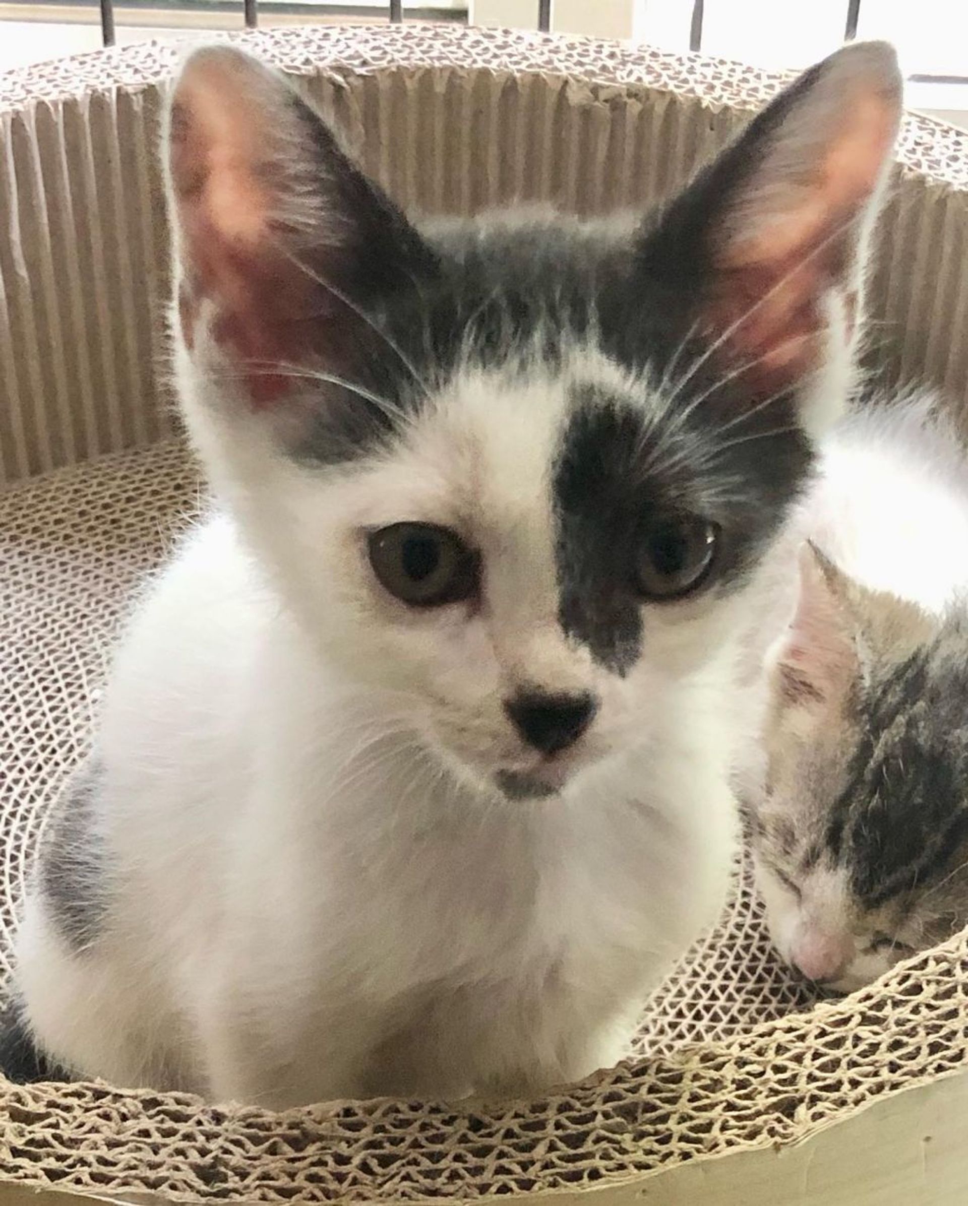 雑種（ミックス猫）・オスの里親募集の写真