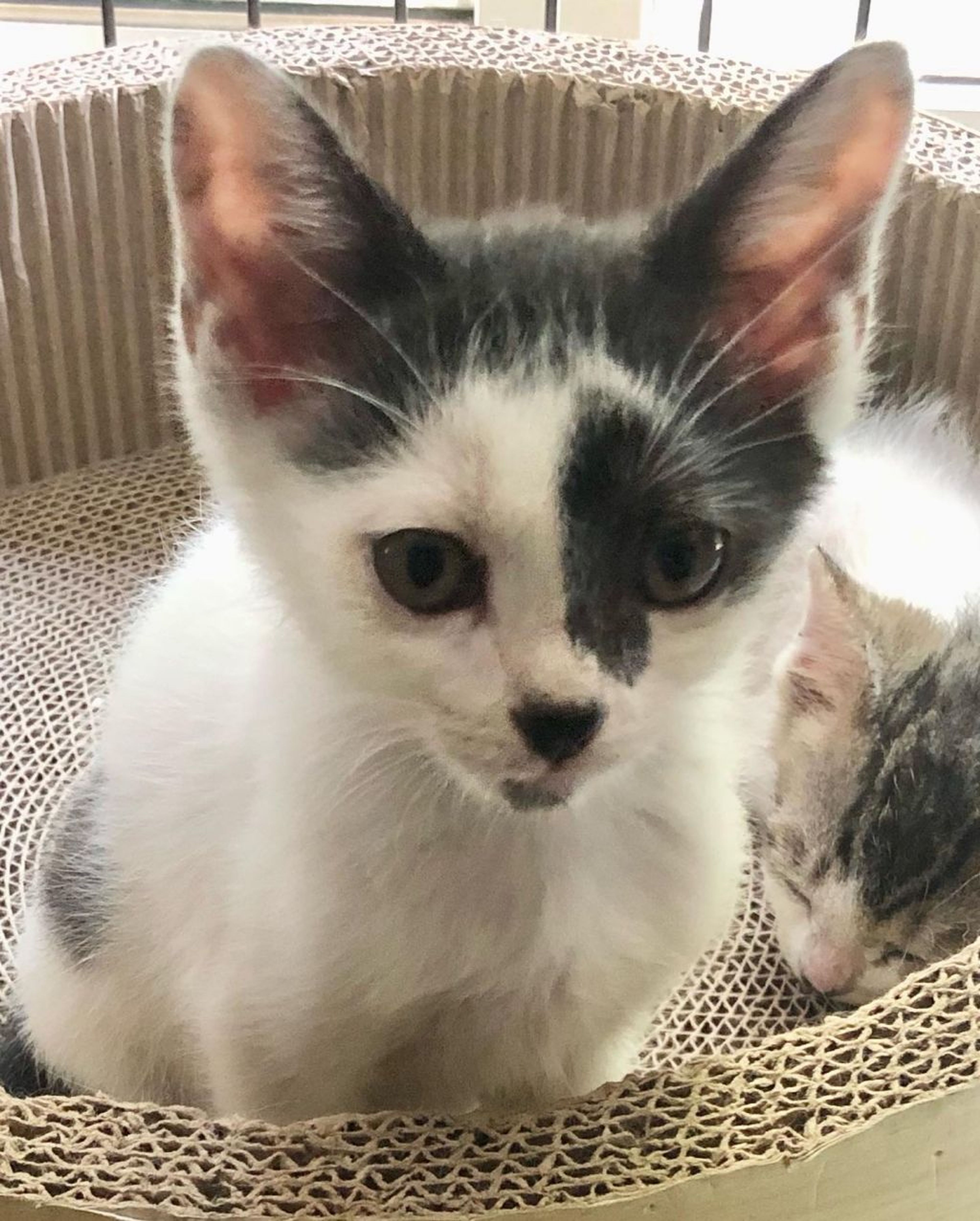 雑種（ミックス猫）・オスの里親募集の写真