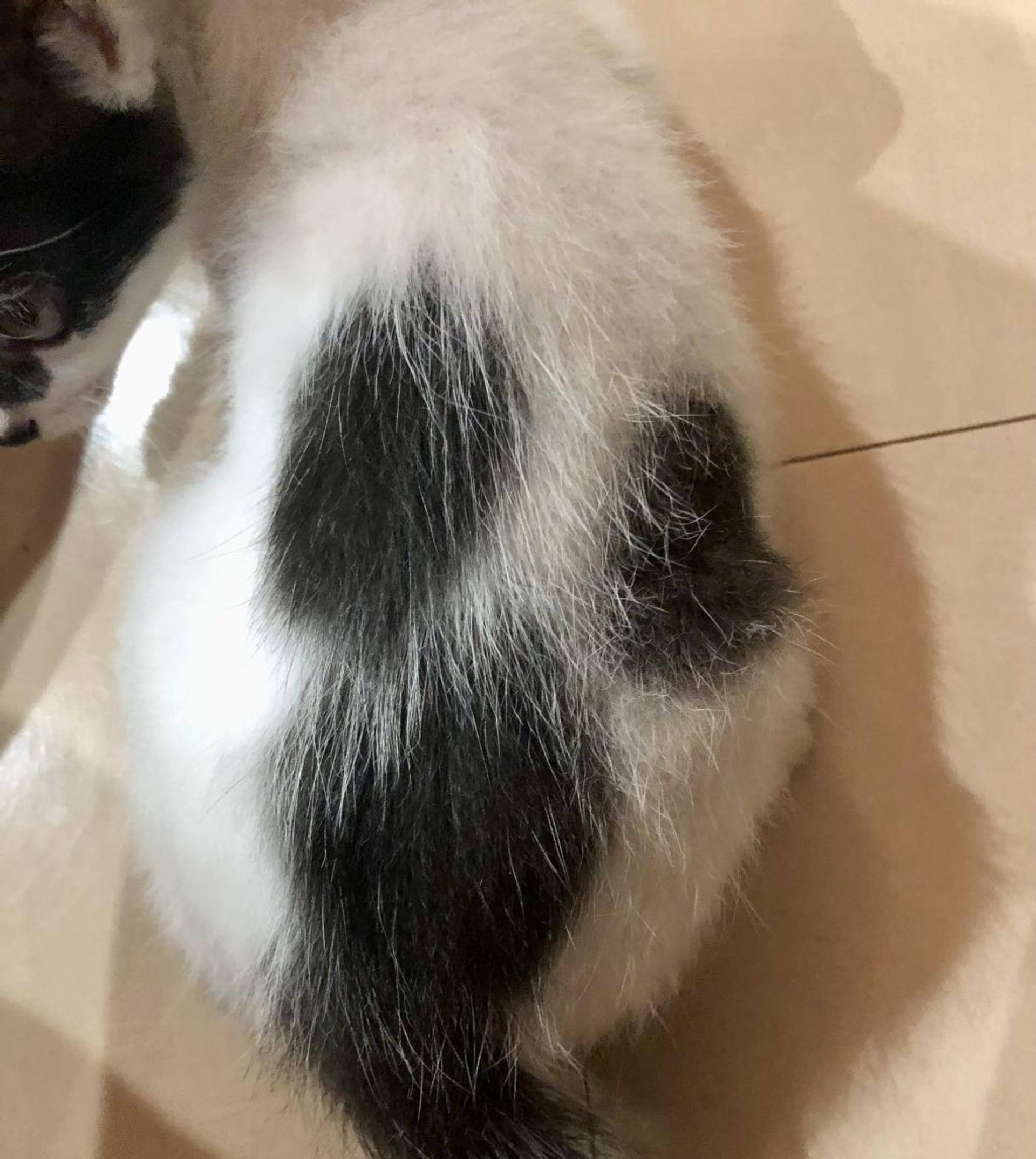 pet-image-3