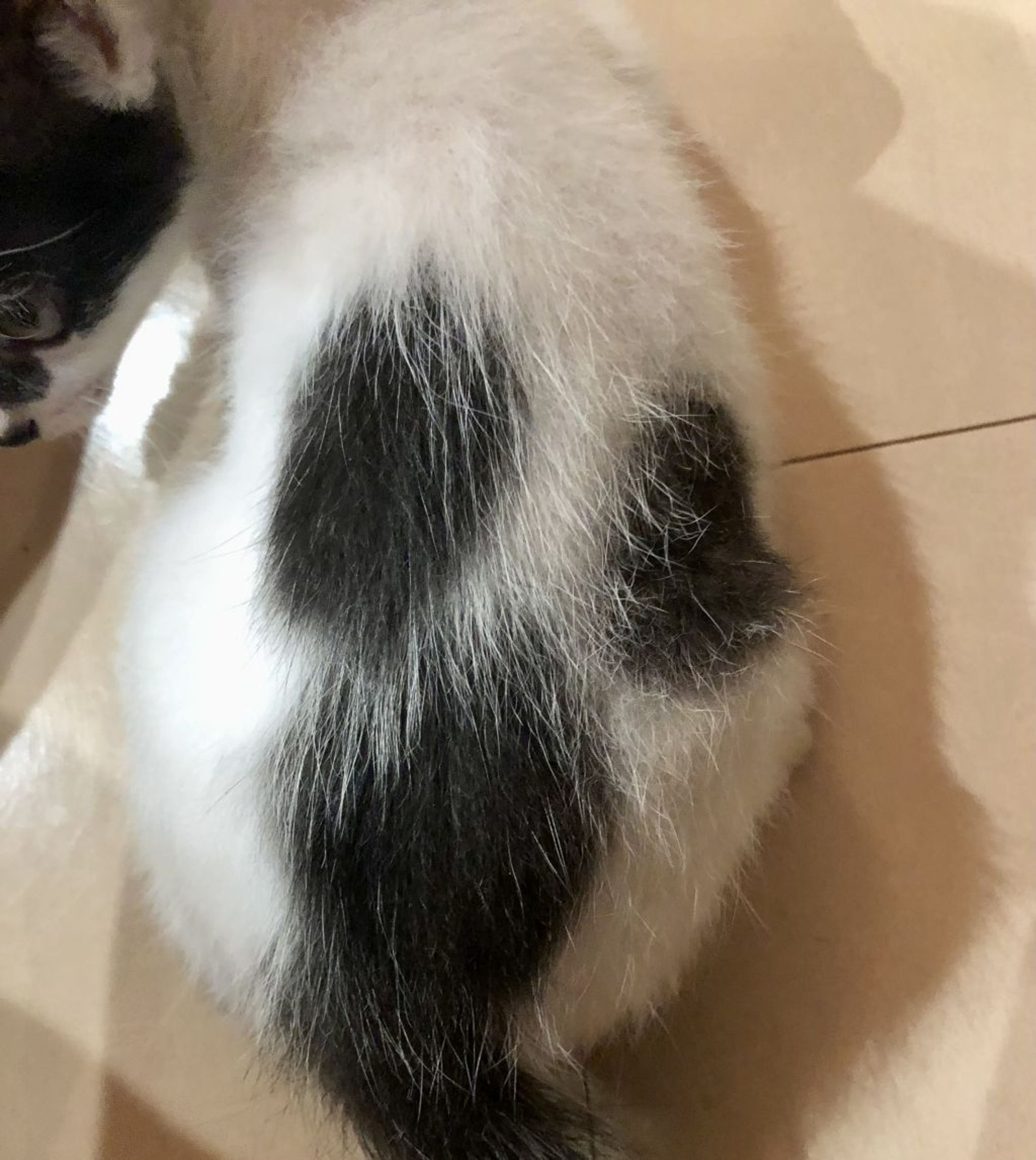 pet-image-3
