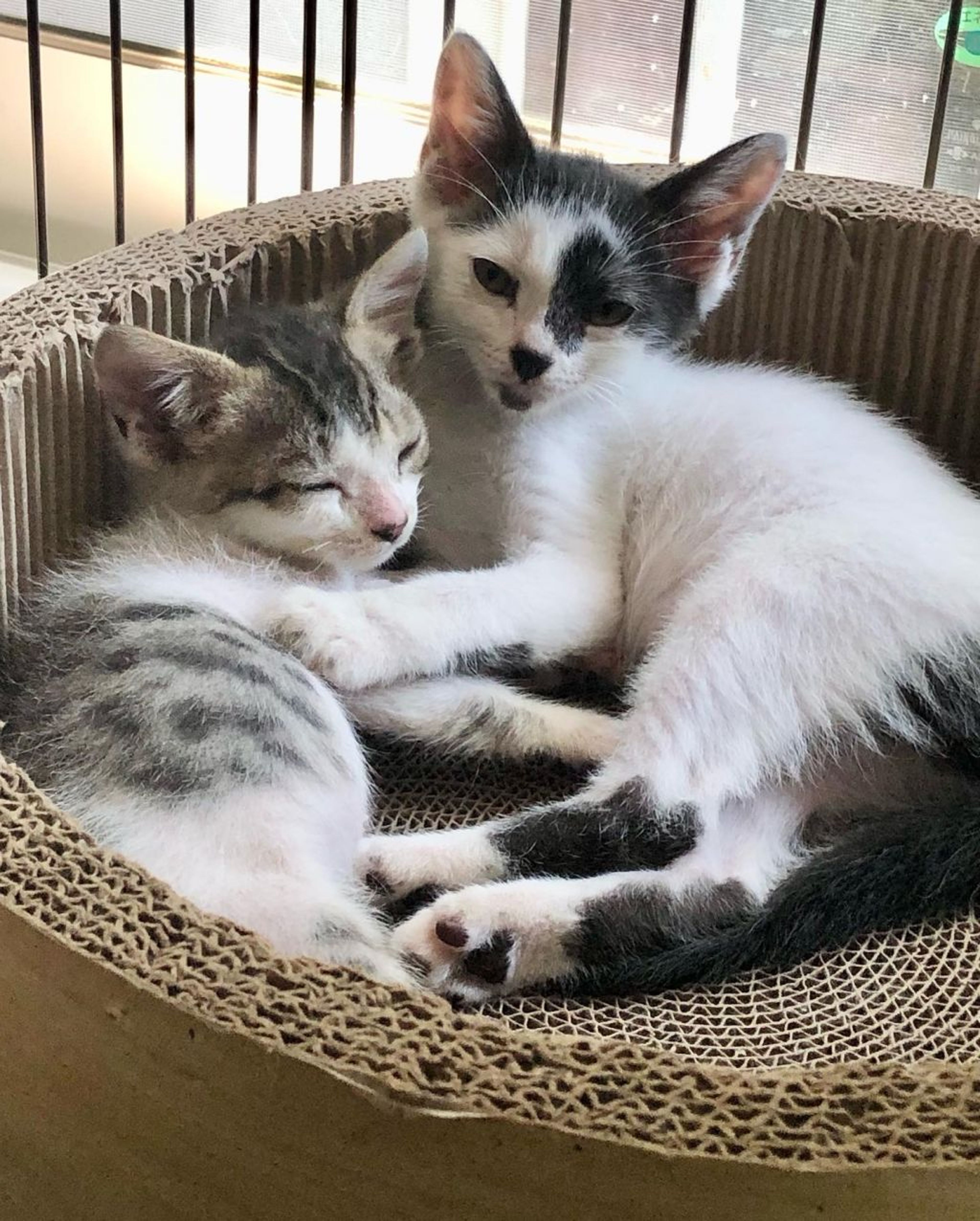 pet-image-4