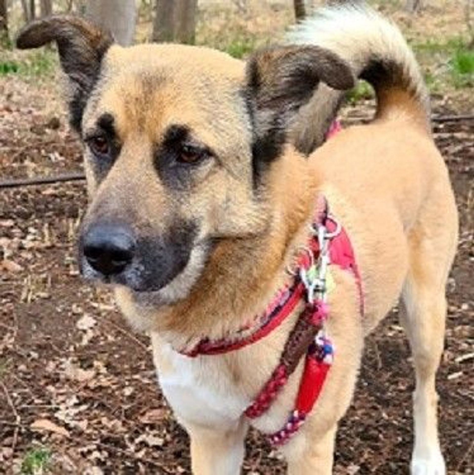雑種（ミックス犬）・オスの里親募集の写真