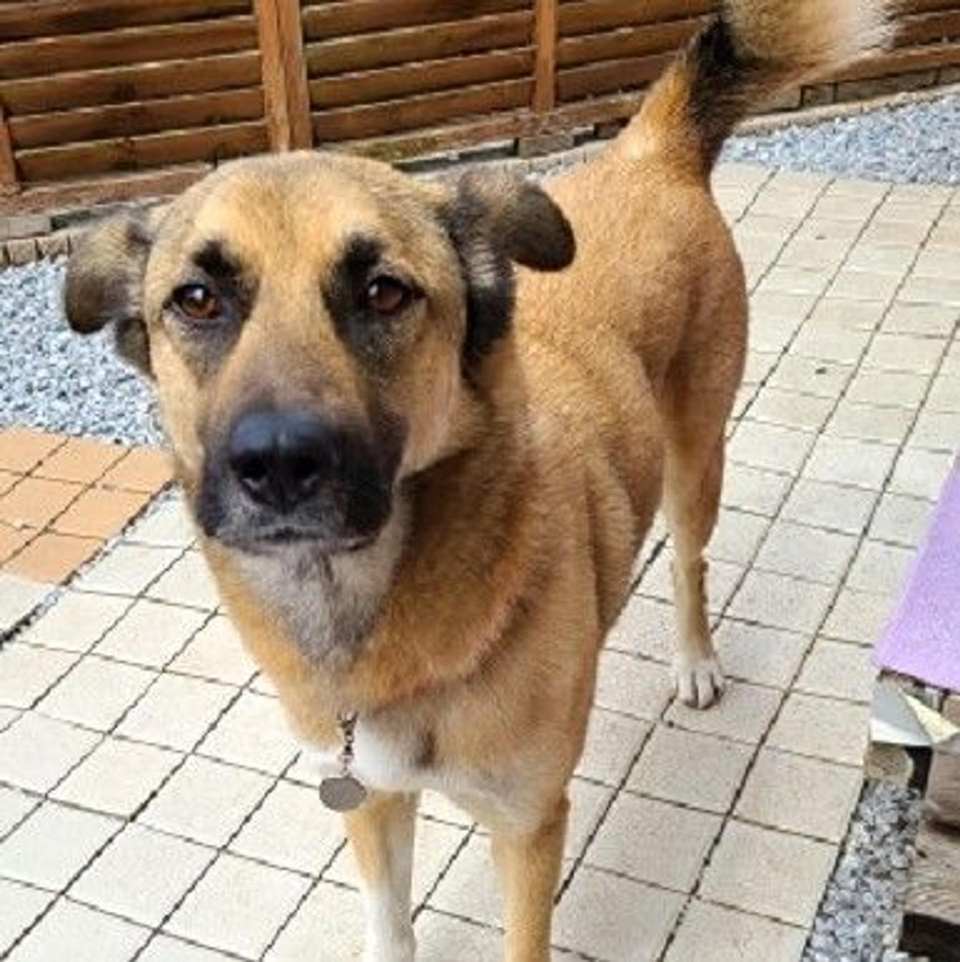 pet-image-3