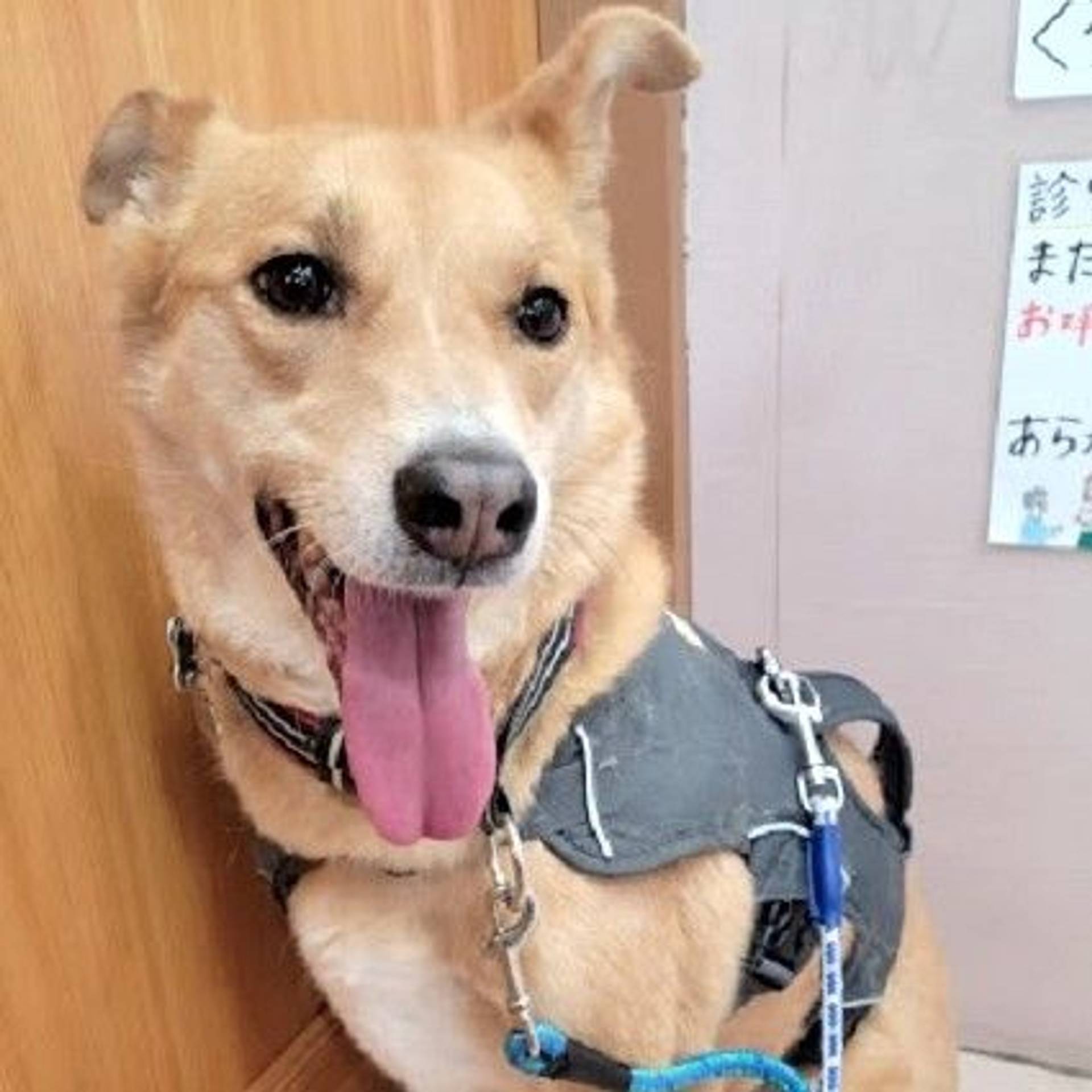 雑種（ミックス犬）・オスの里親募集の写真