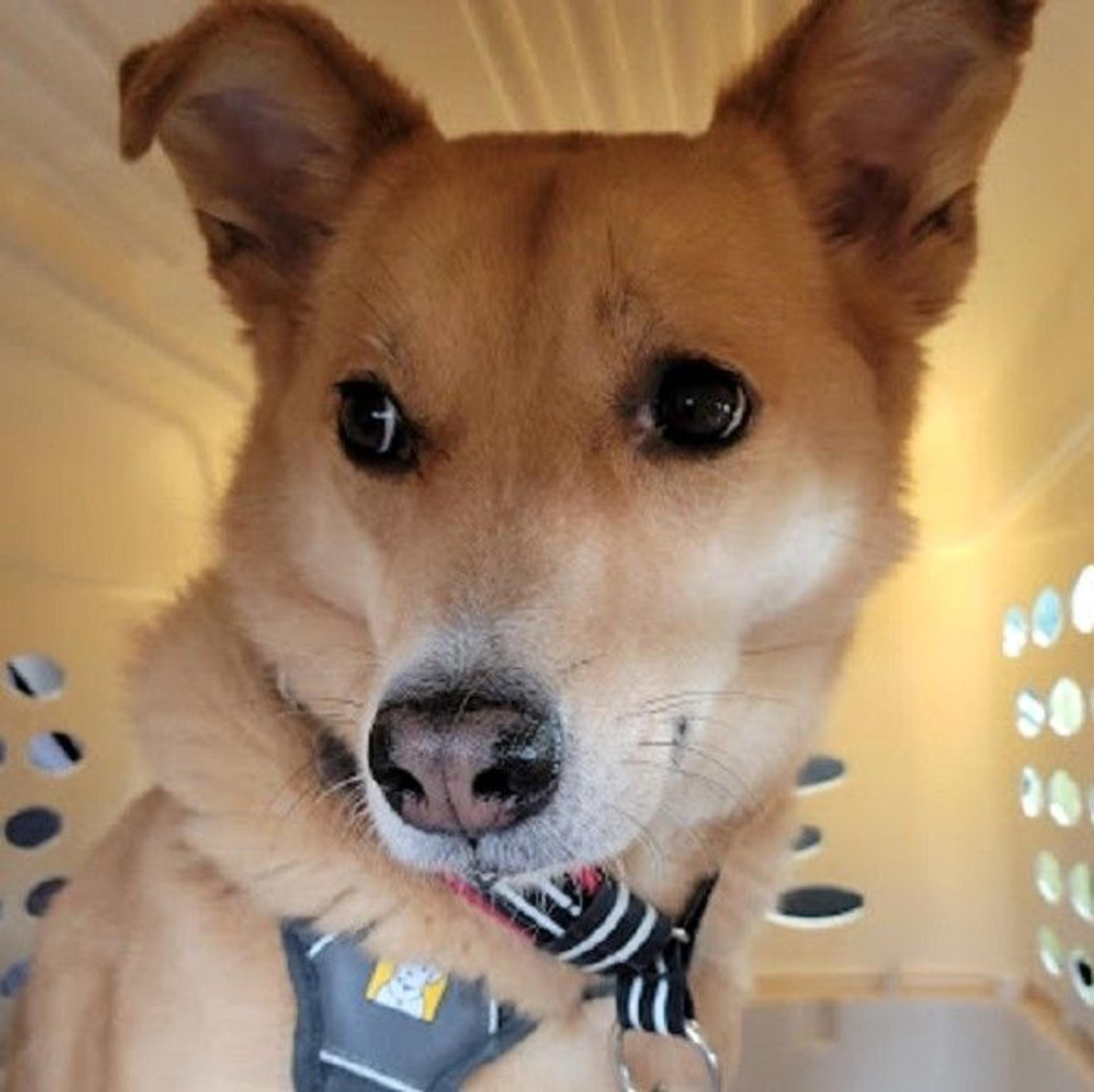 pet-image-3