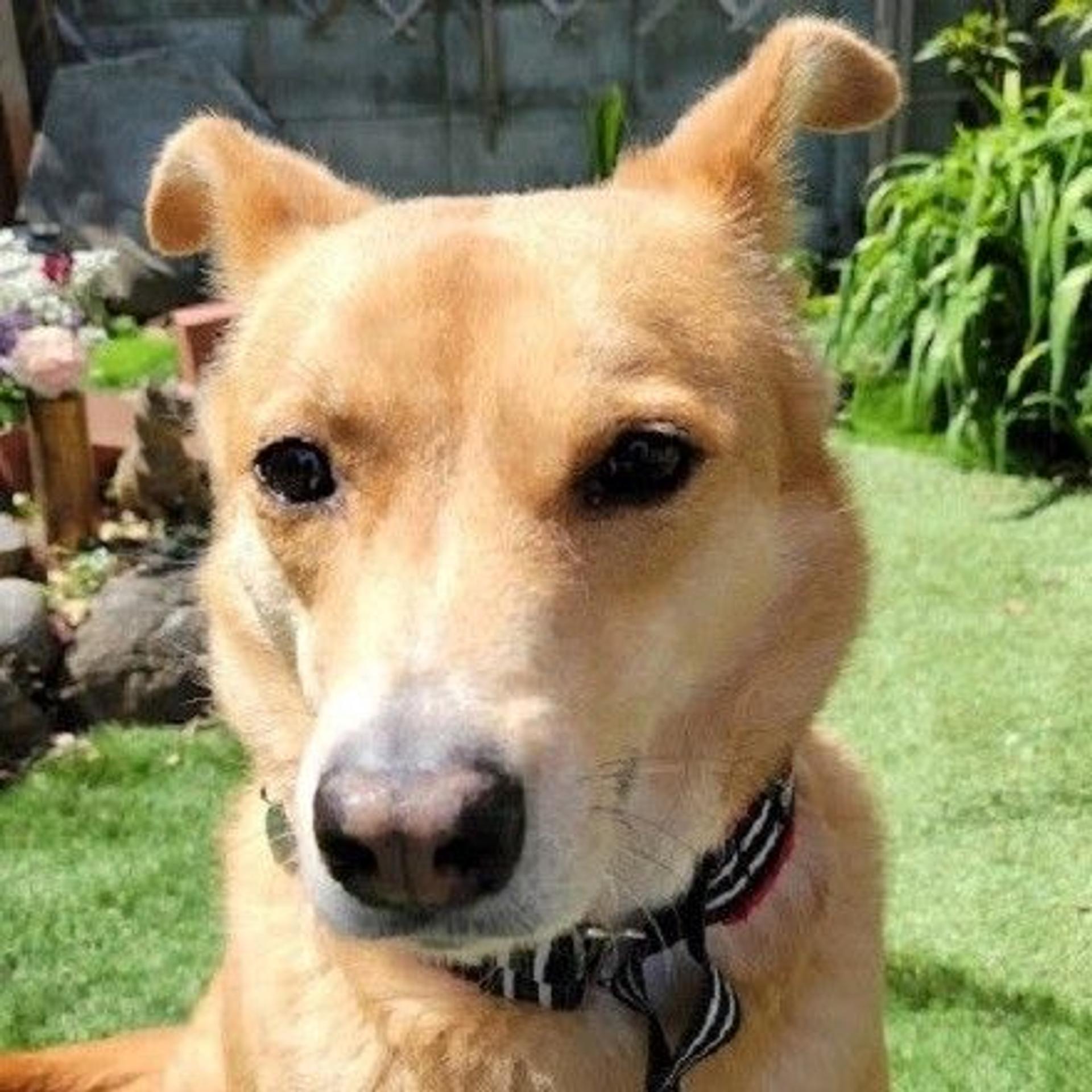 pet-image-4