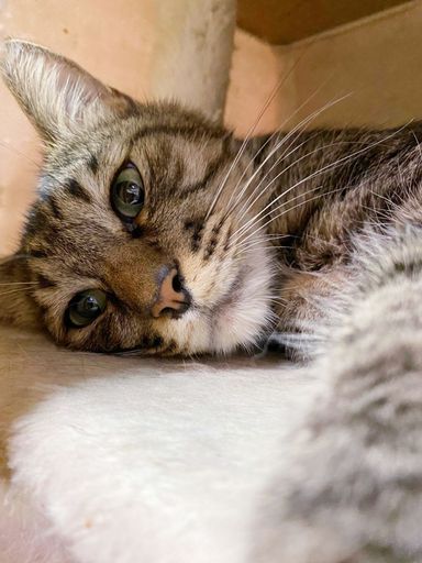 タイガーの写真