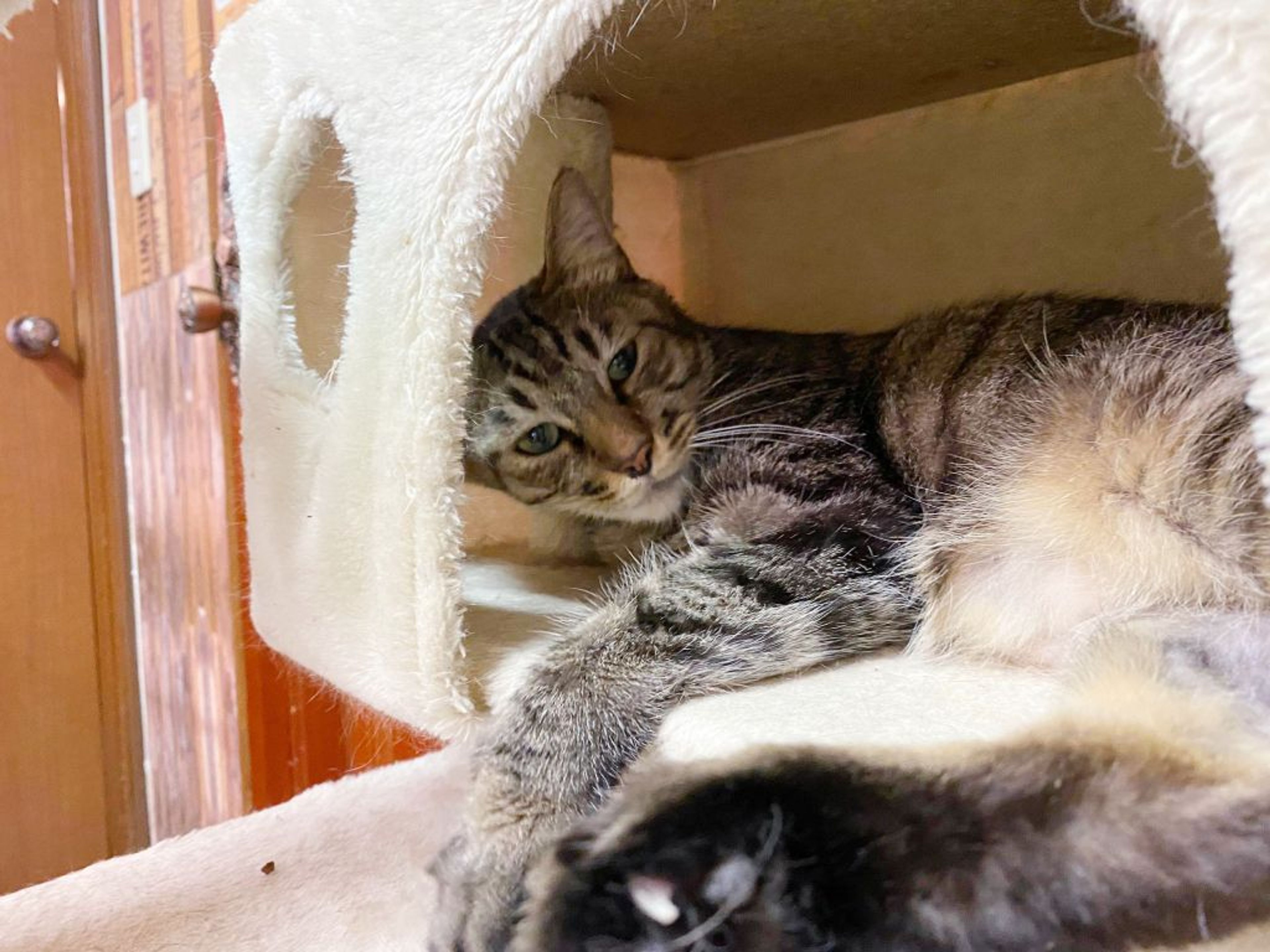 pet-image-2