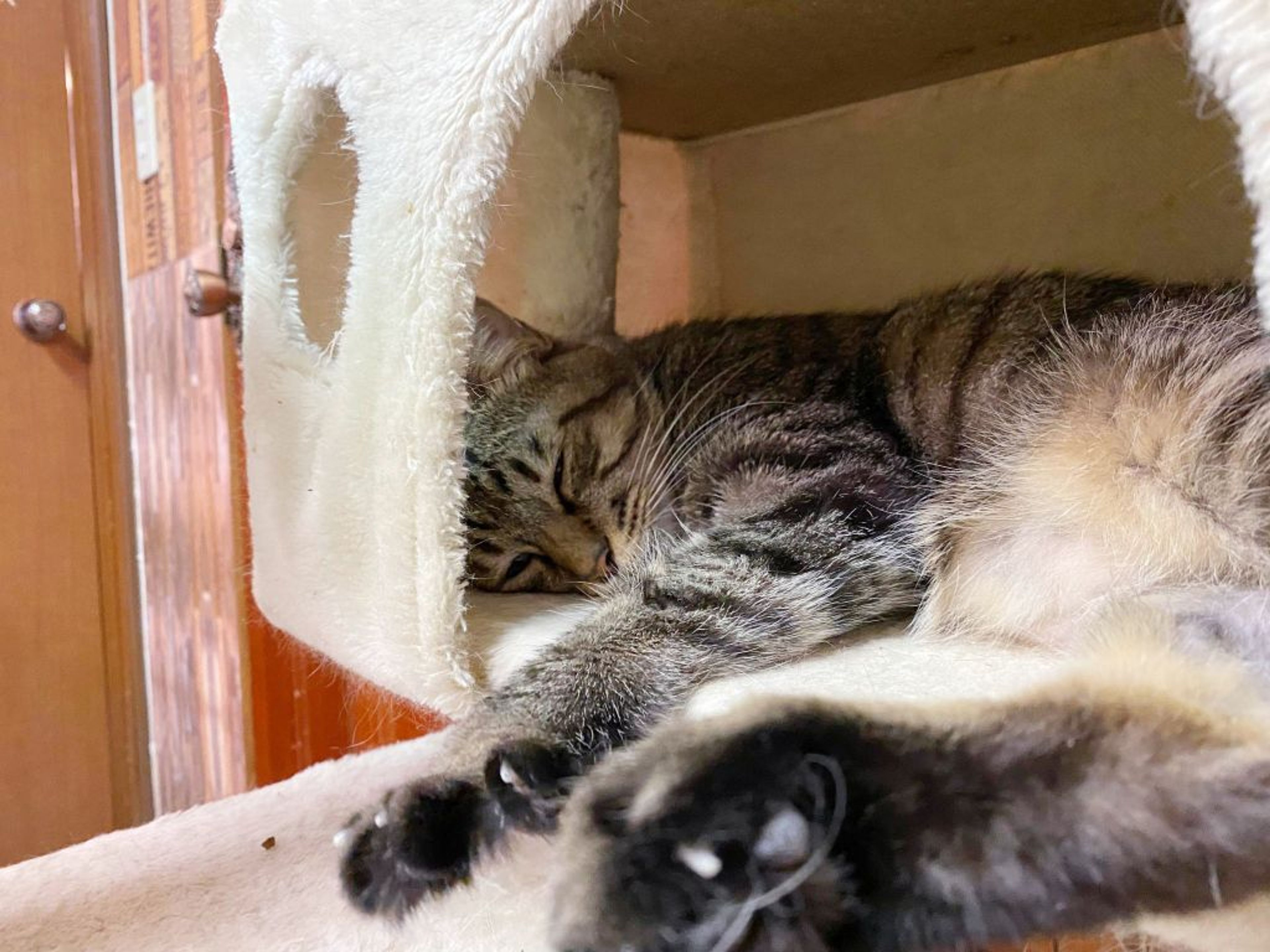 pet-image-3