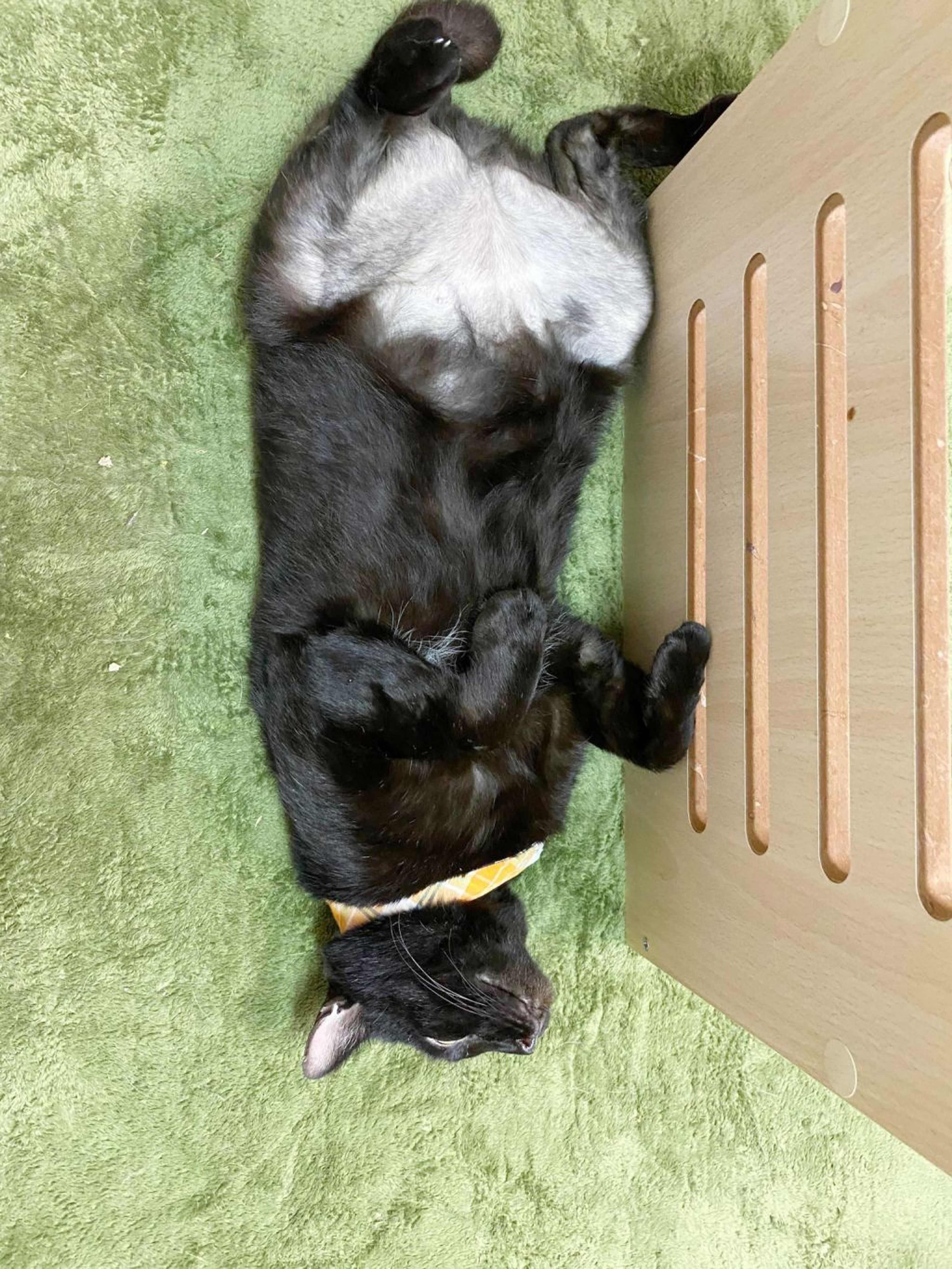 pet-image-2
