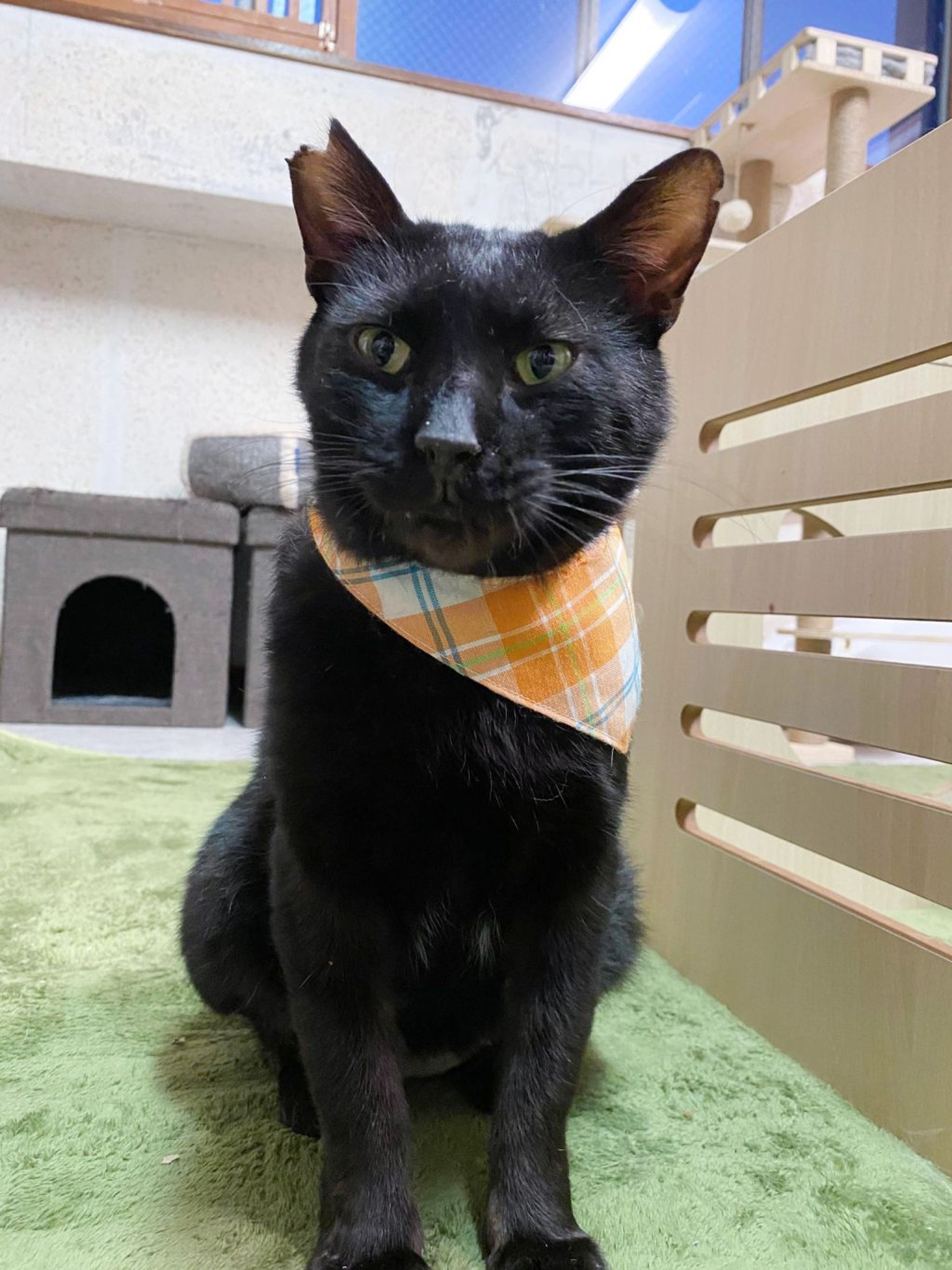 pet-image-4