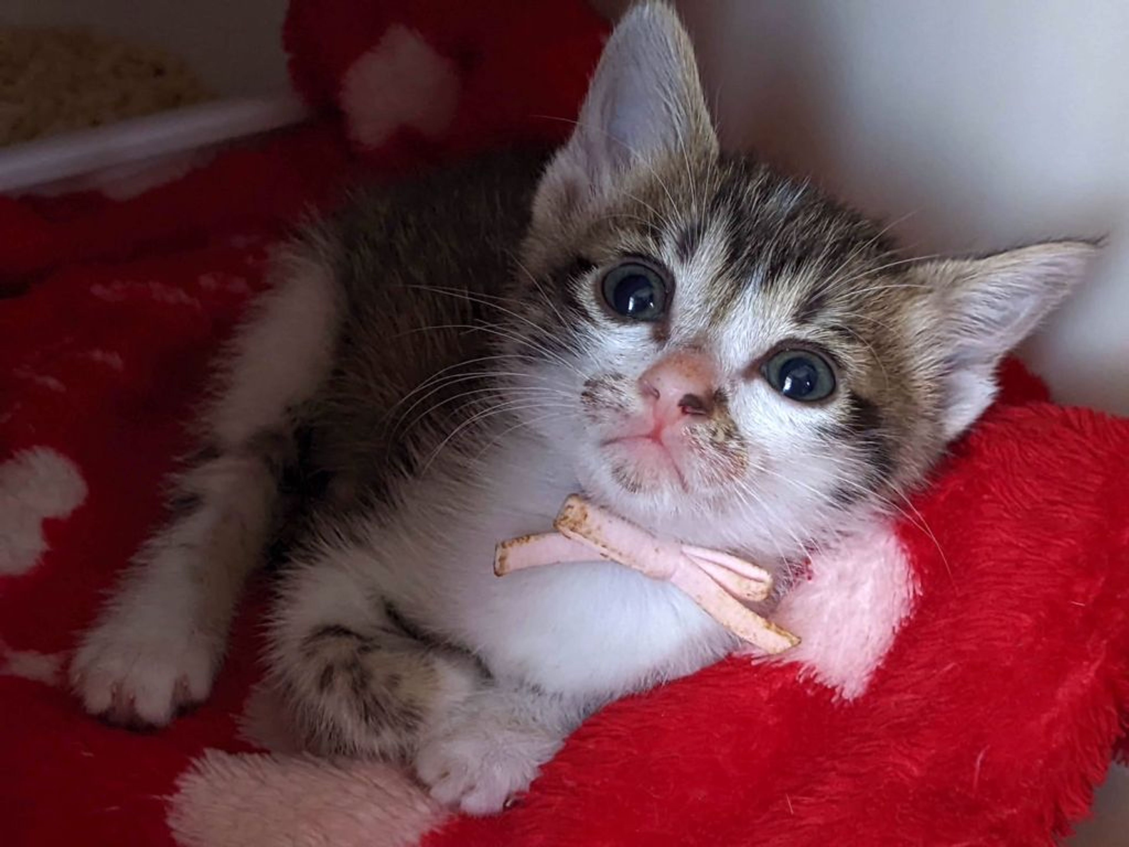 pet-image-3