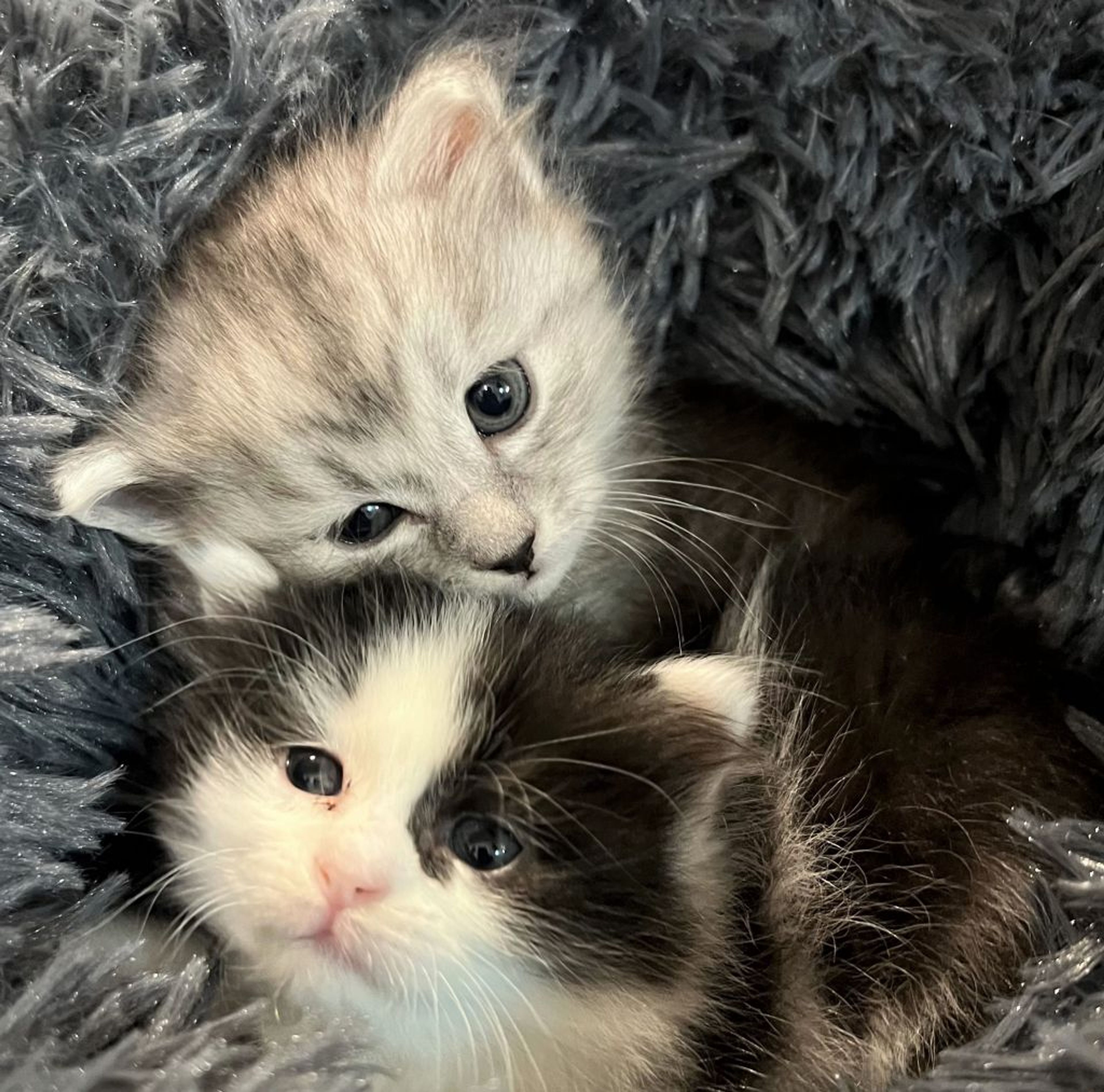 雑種（ミックス猫）・メスの里親募集の写真