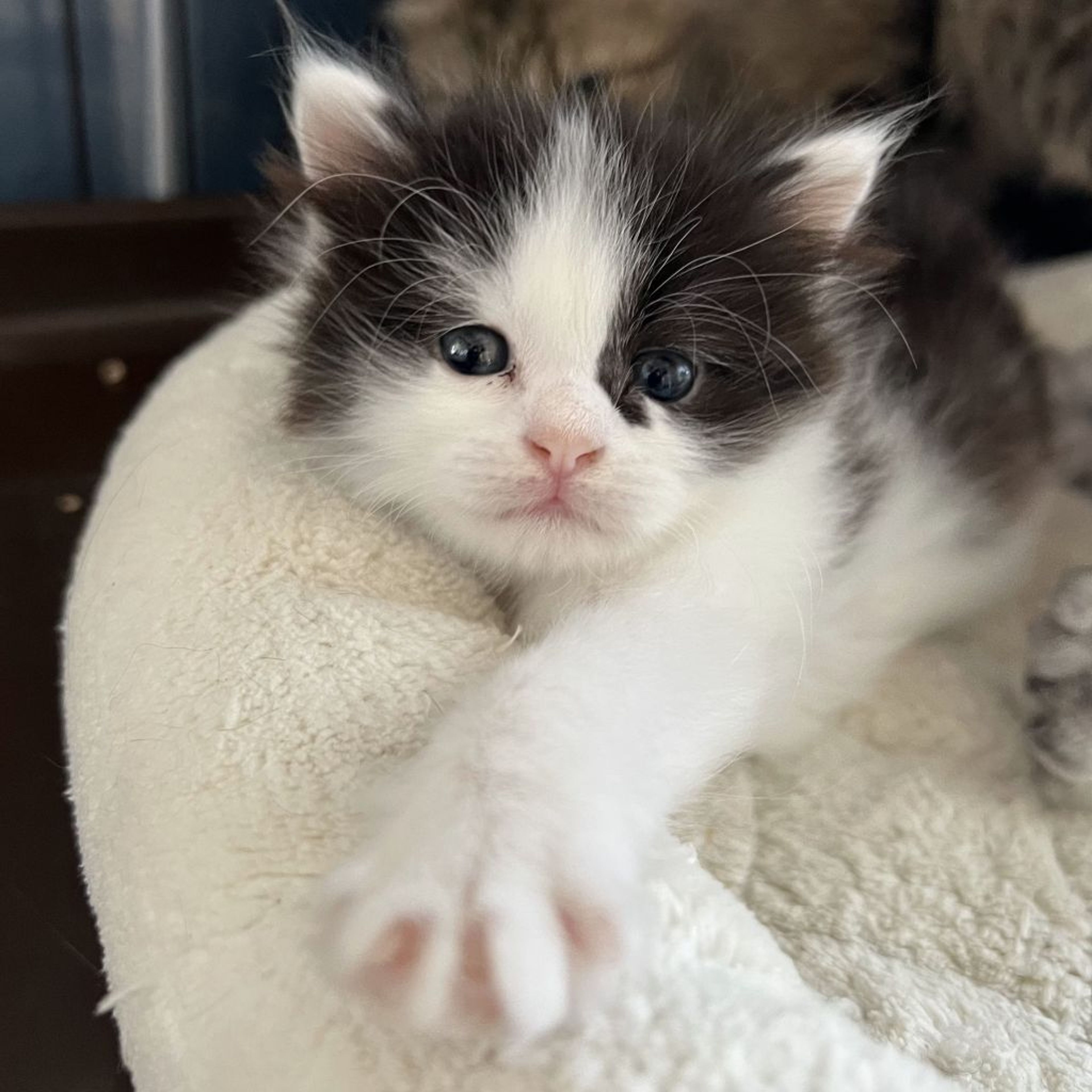 pet-image-6