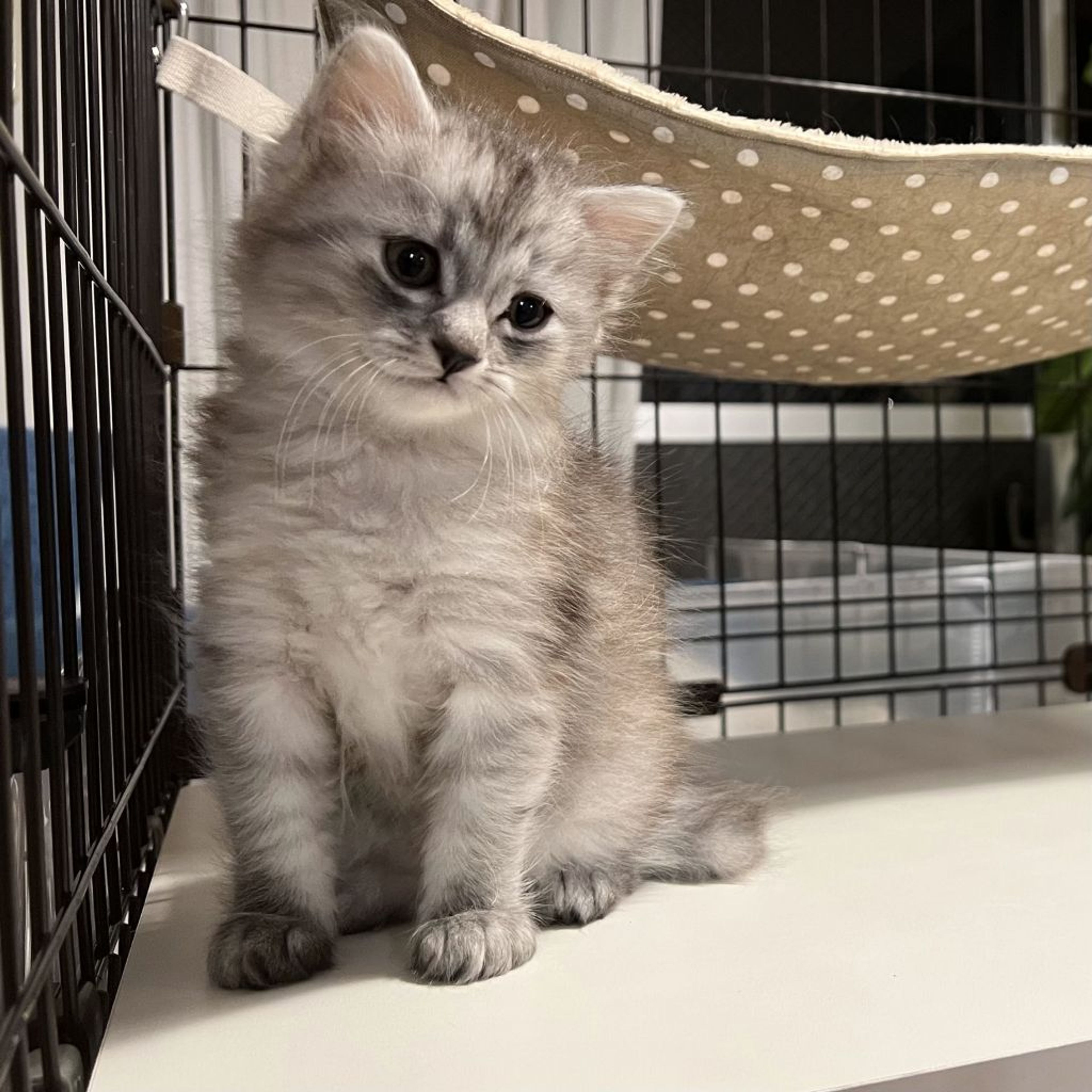 pet-image-7