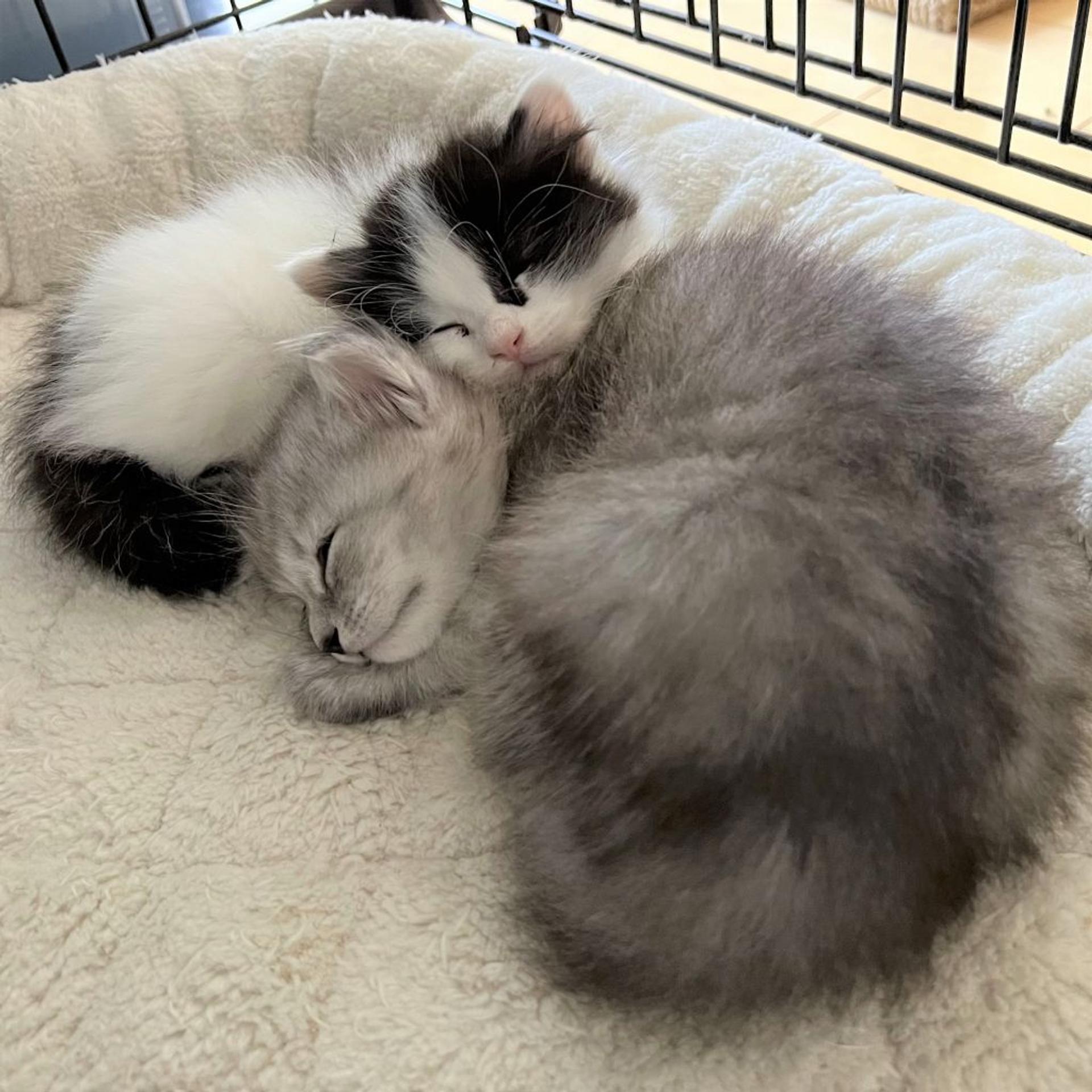 pet-image-9