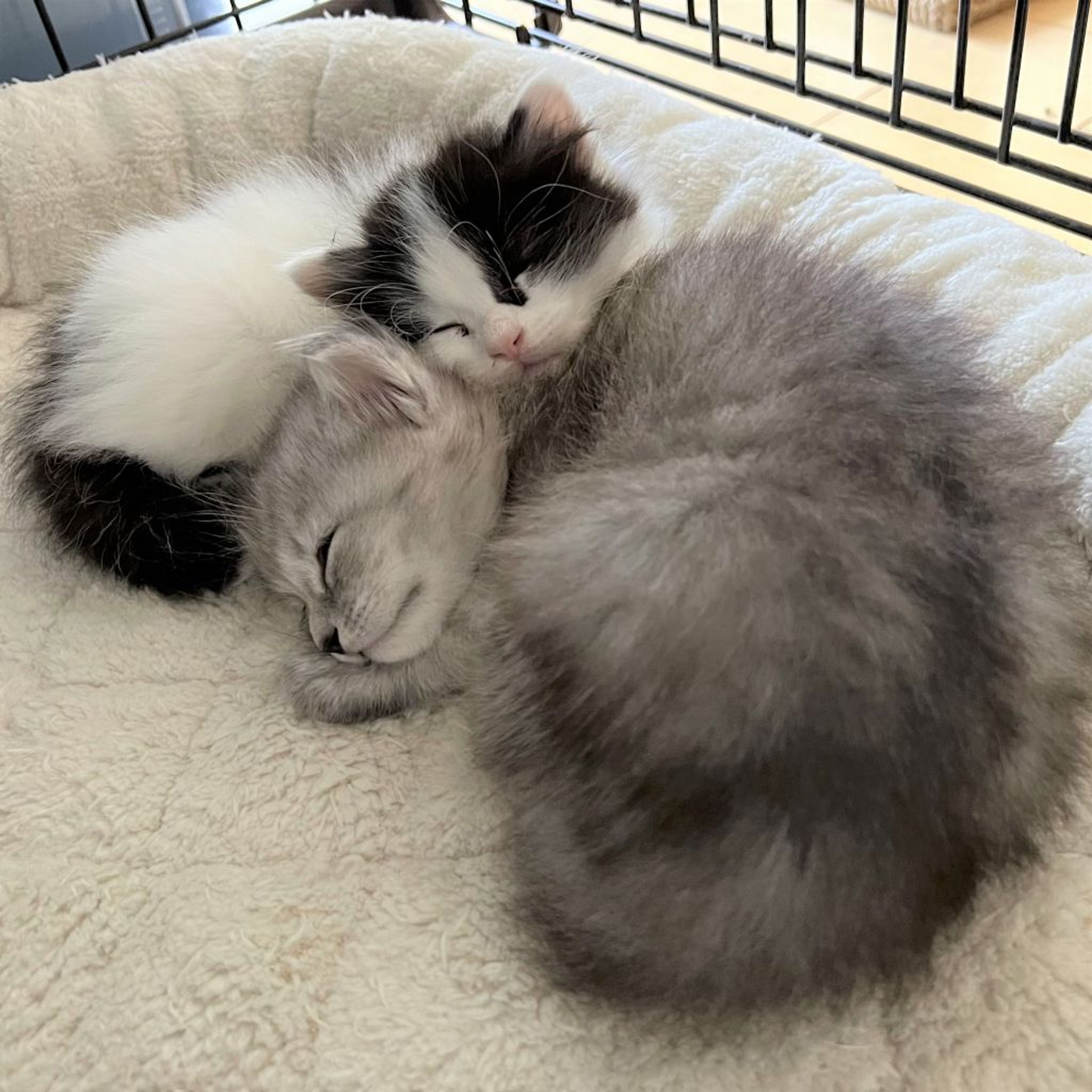 pet-image-9