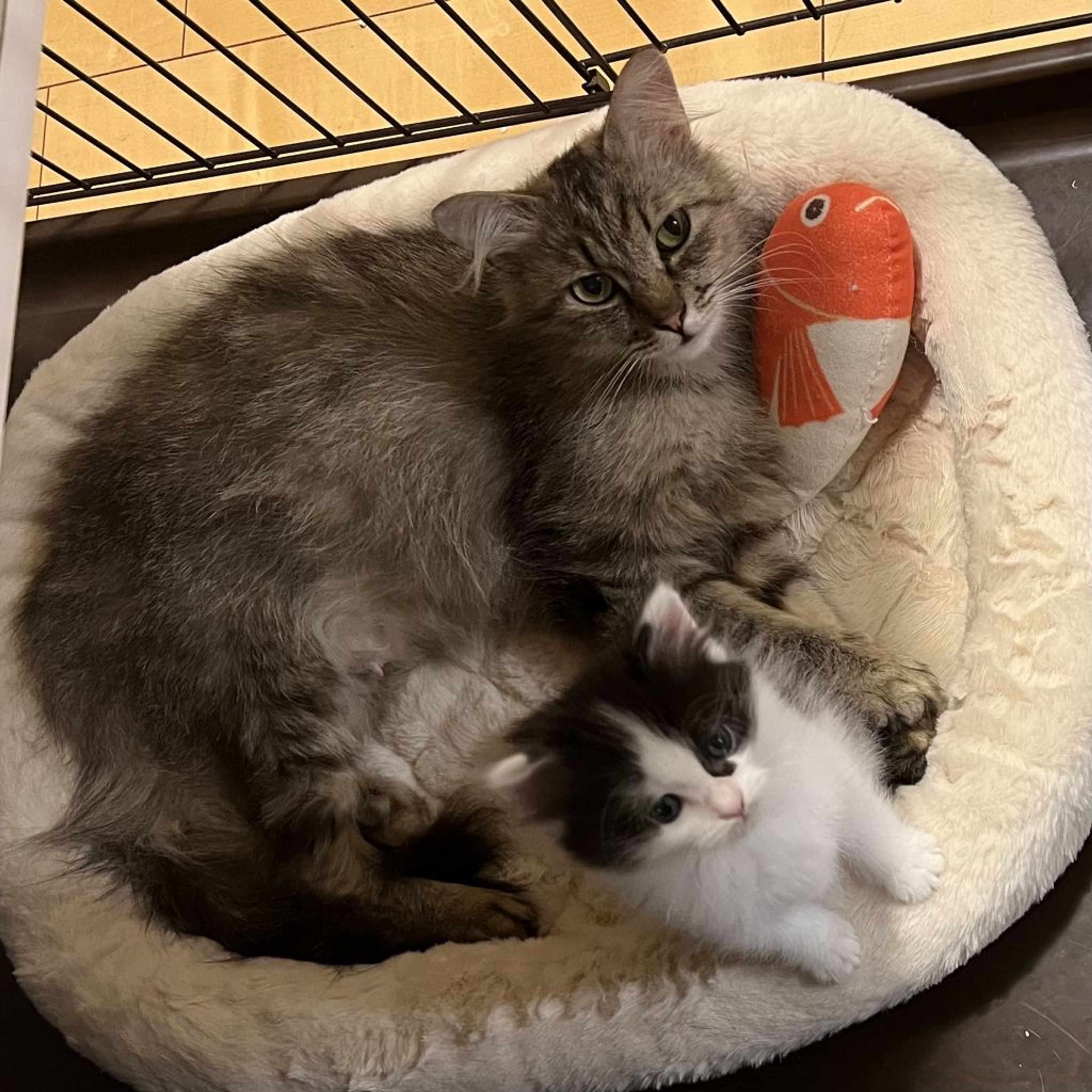 pet-image-3