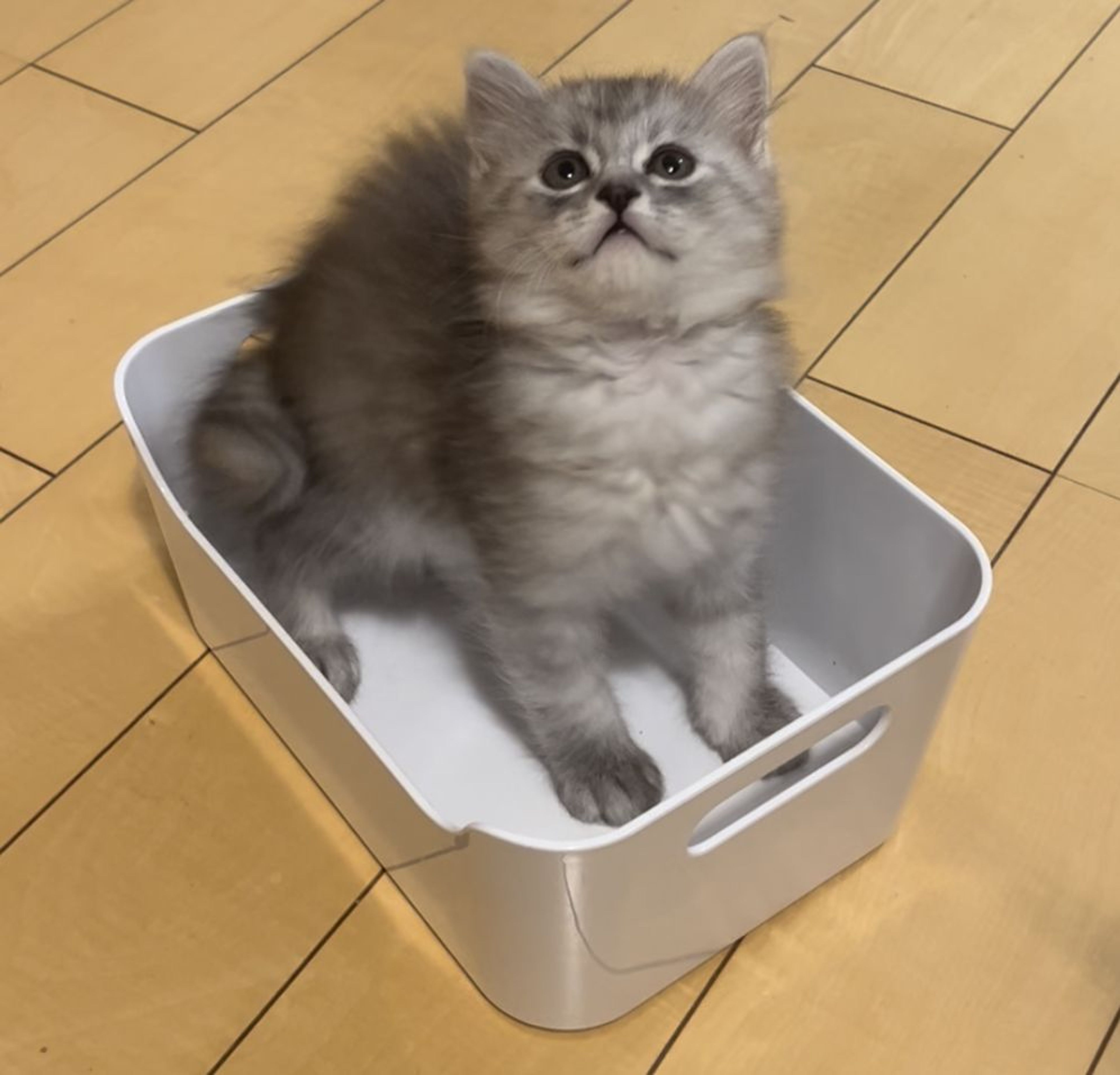 pet-image-5