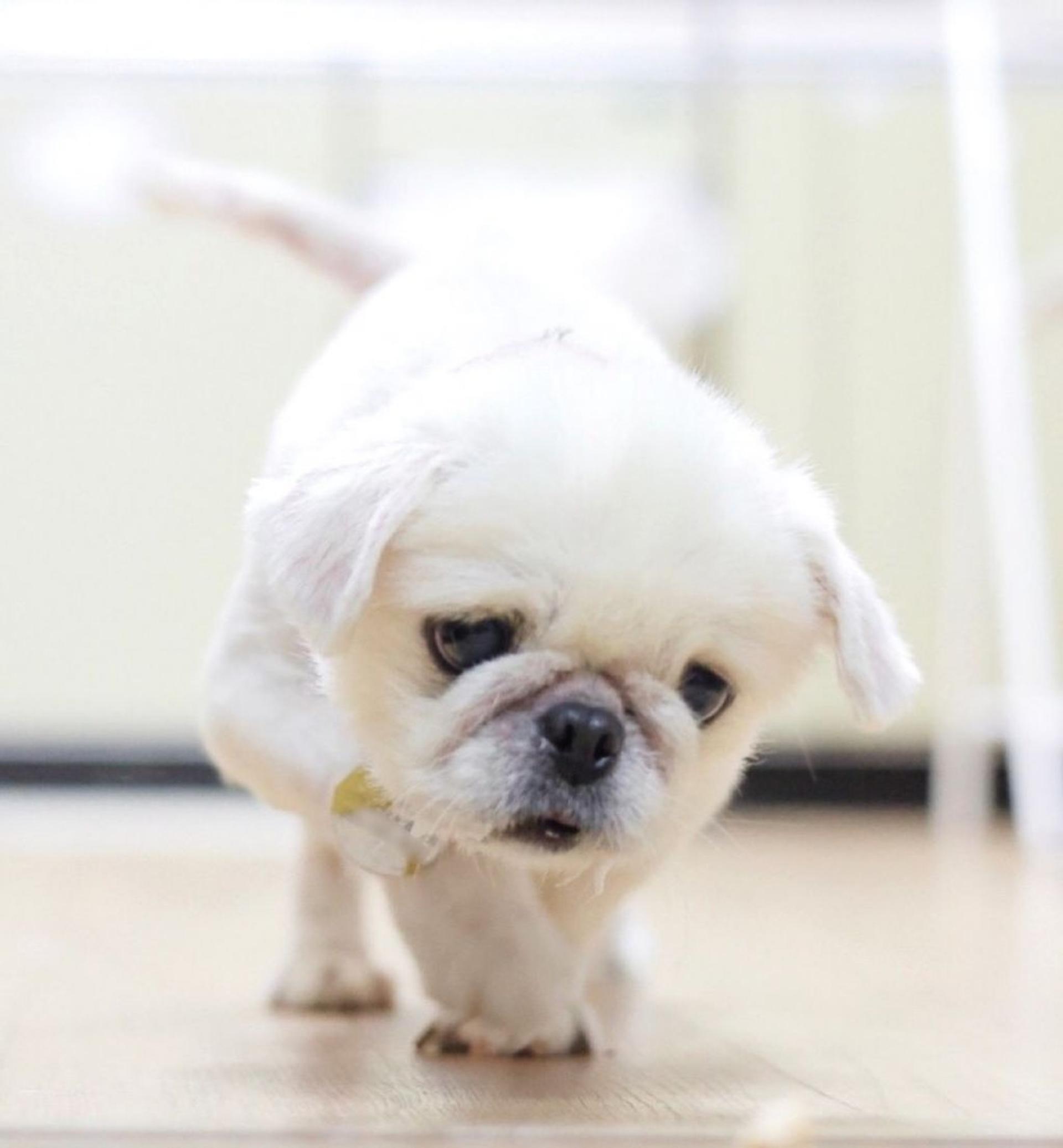 pet-image-3
