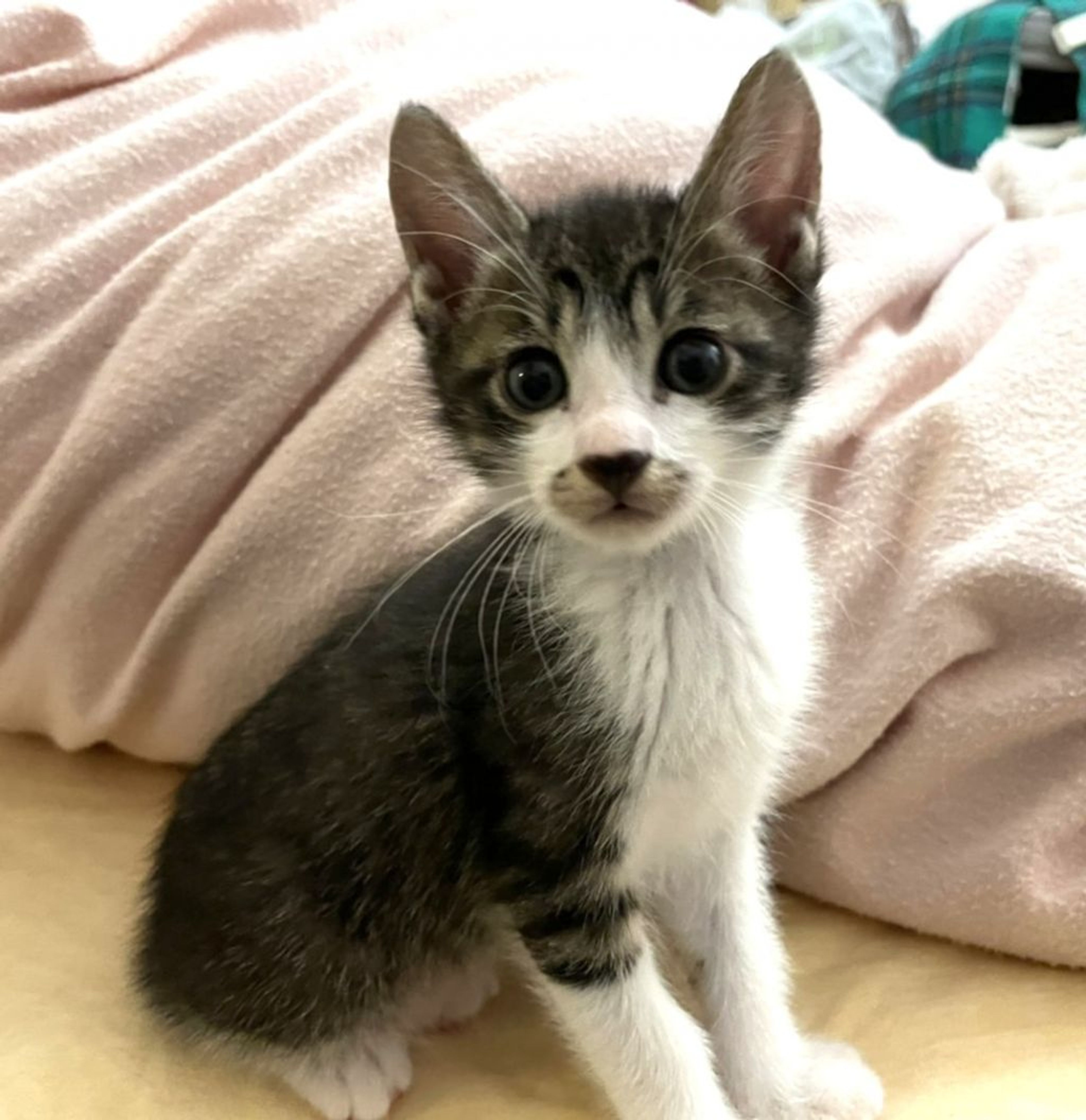 雑種（ミックス猫）・オスの里親募集の写真