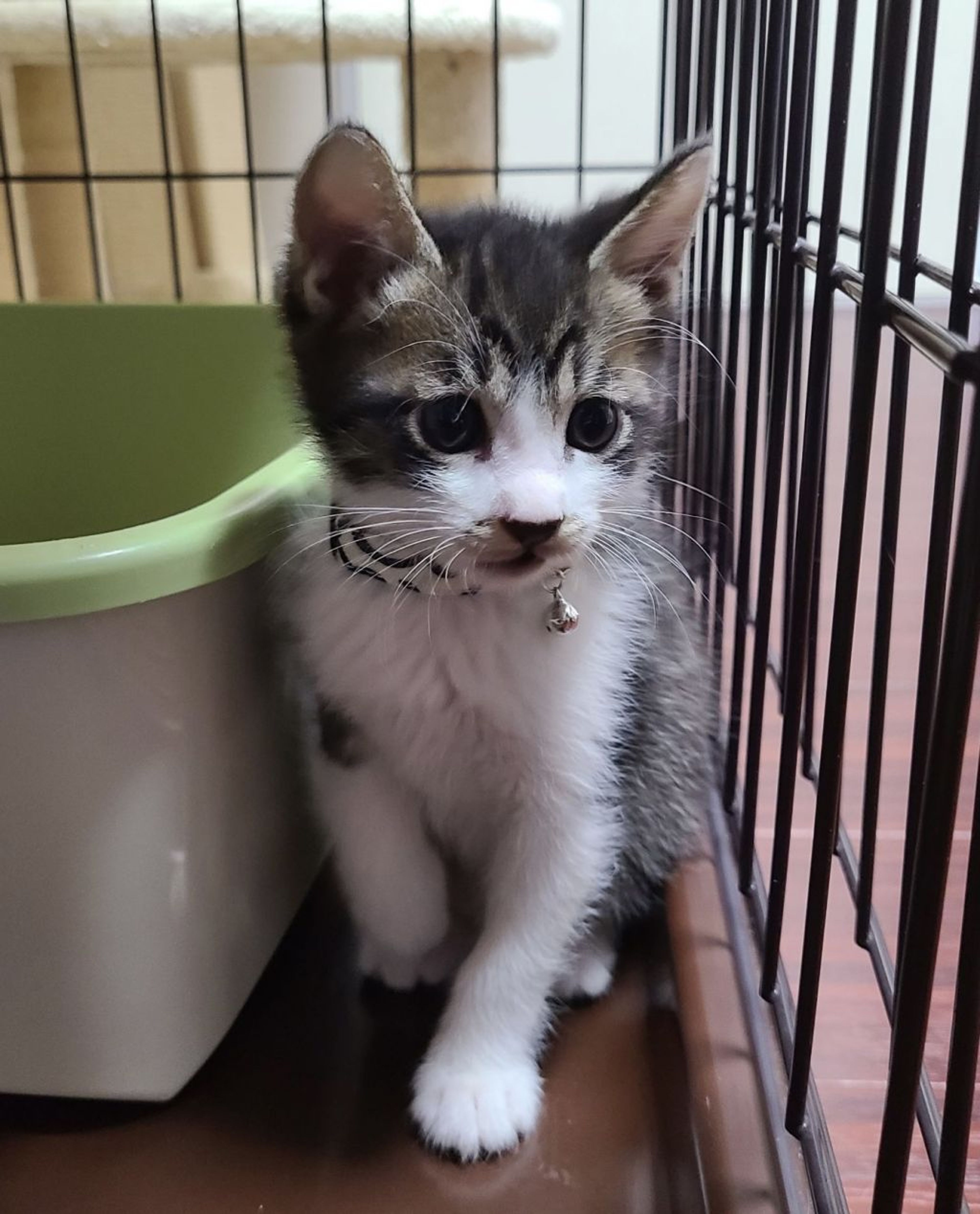 pet-image-2