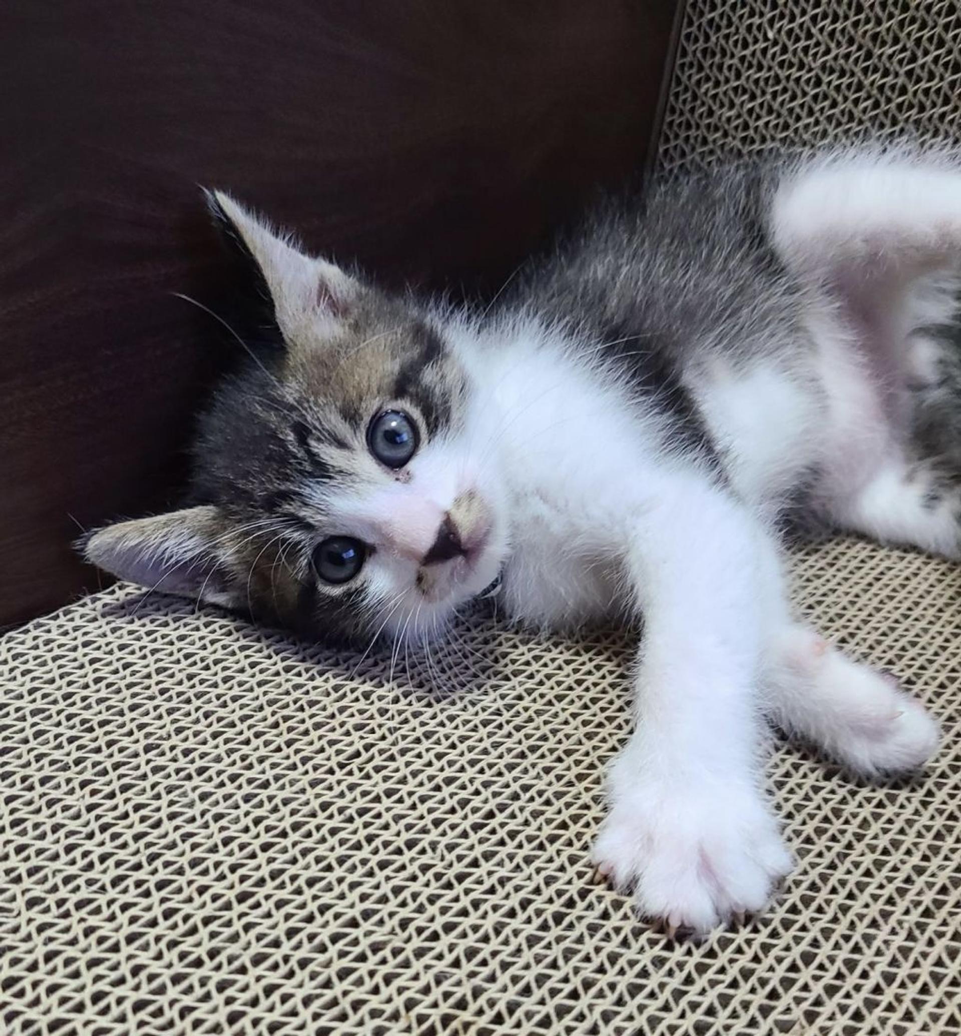 pet-image-3