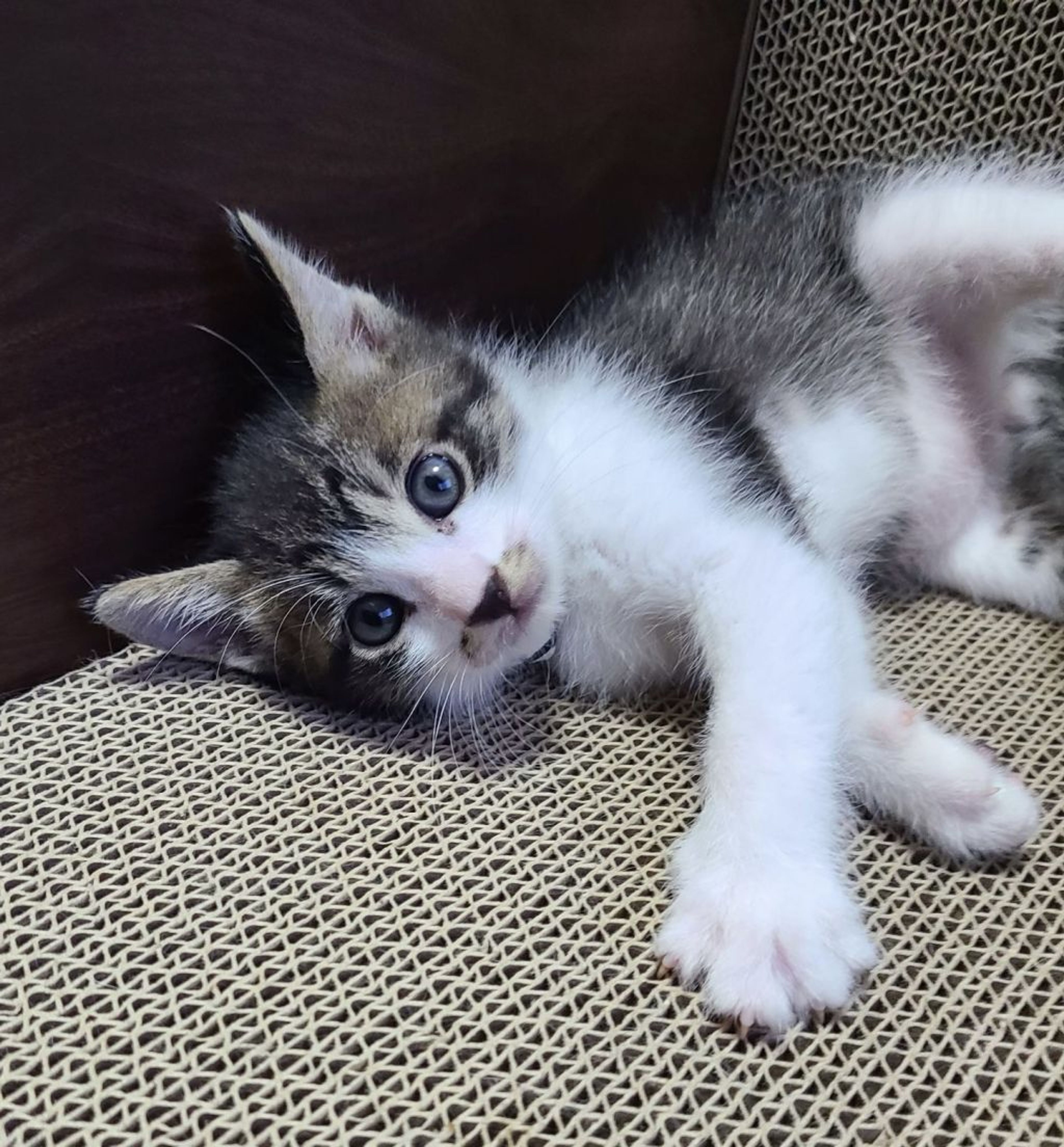 pet-image-3