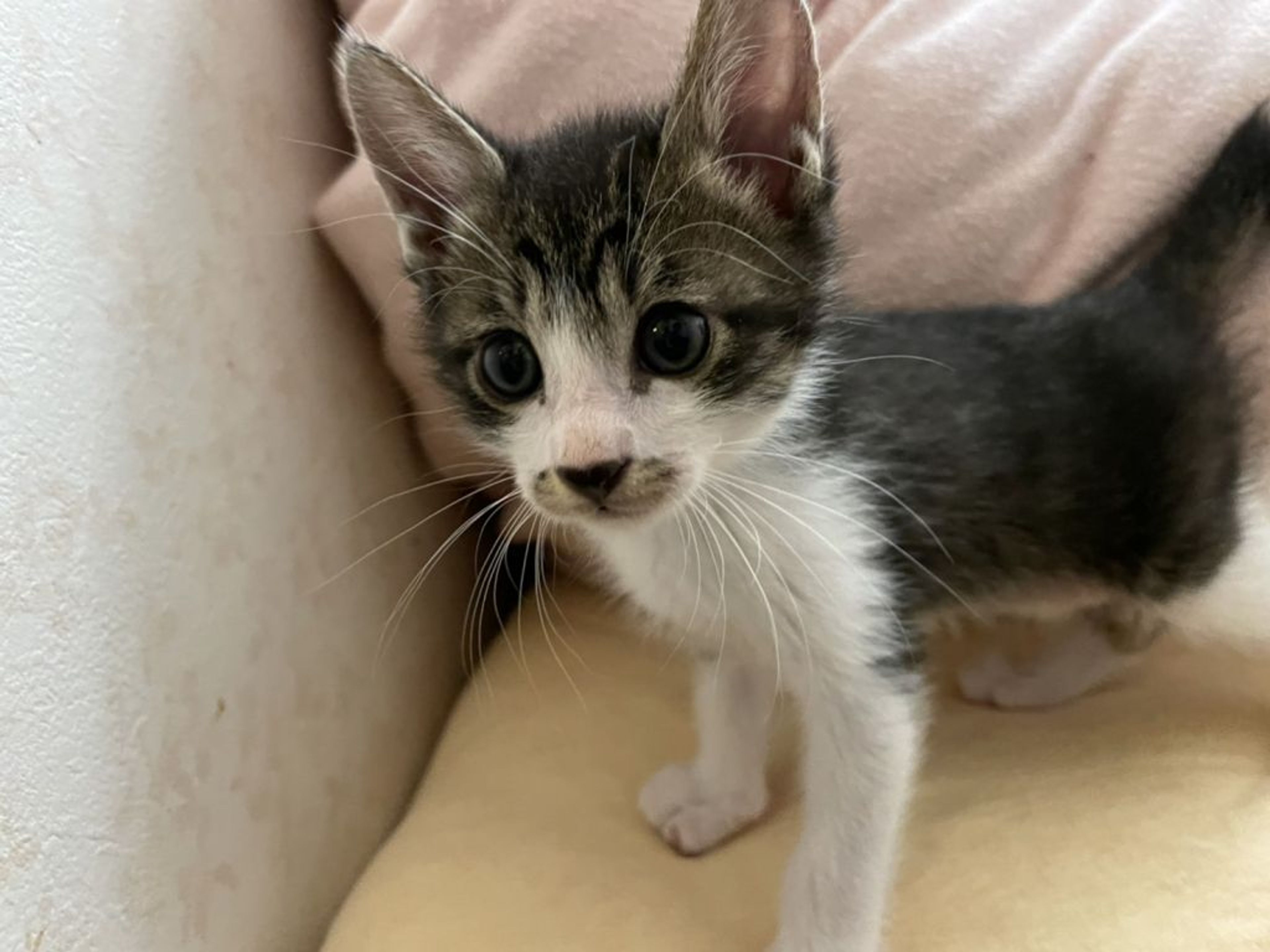 pet-image-4