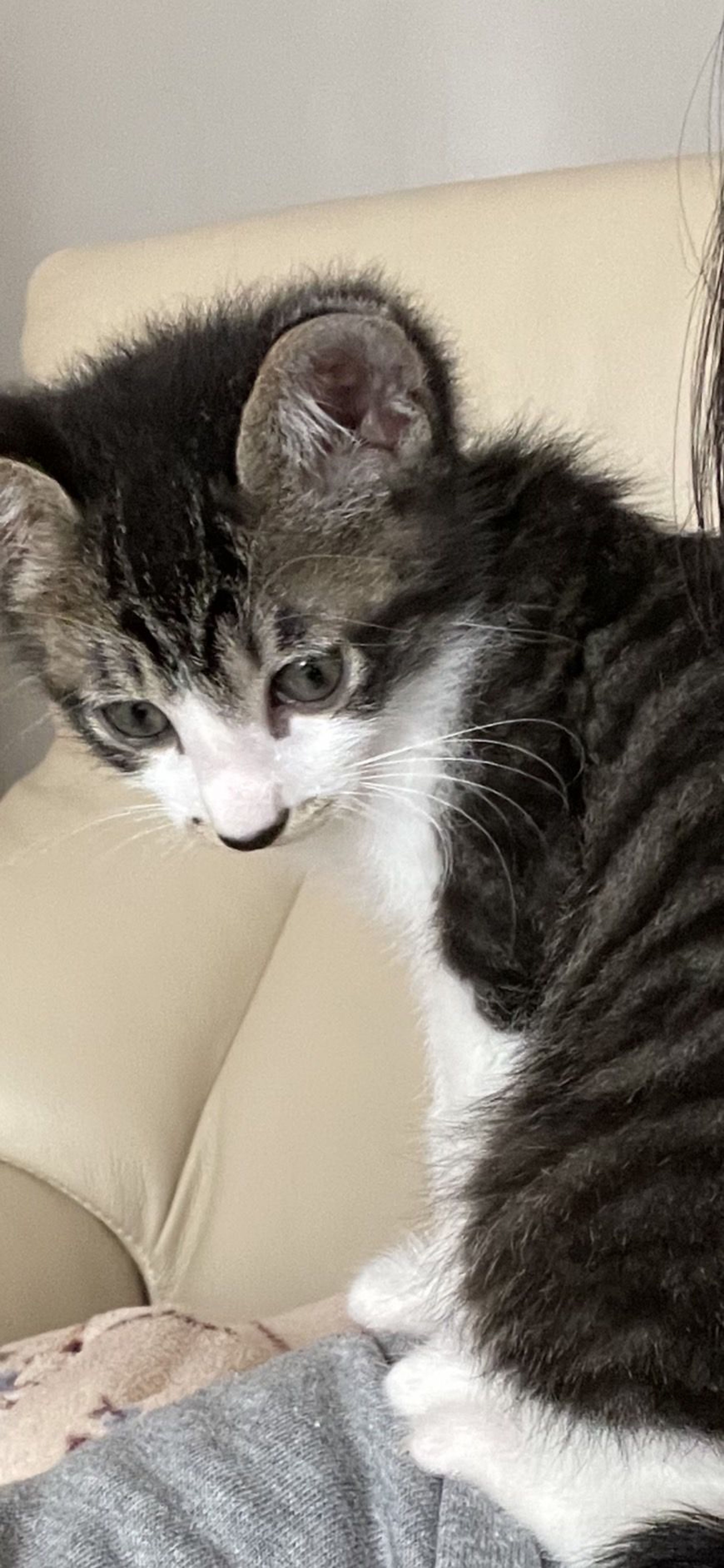 pet-image-7