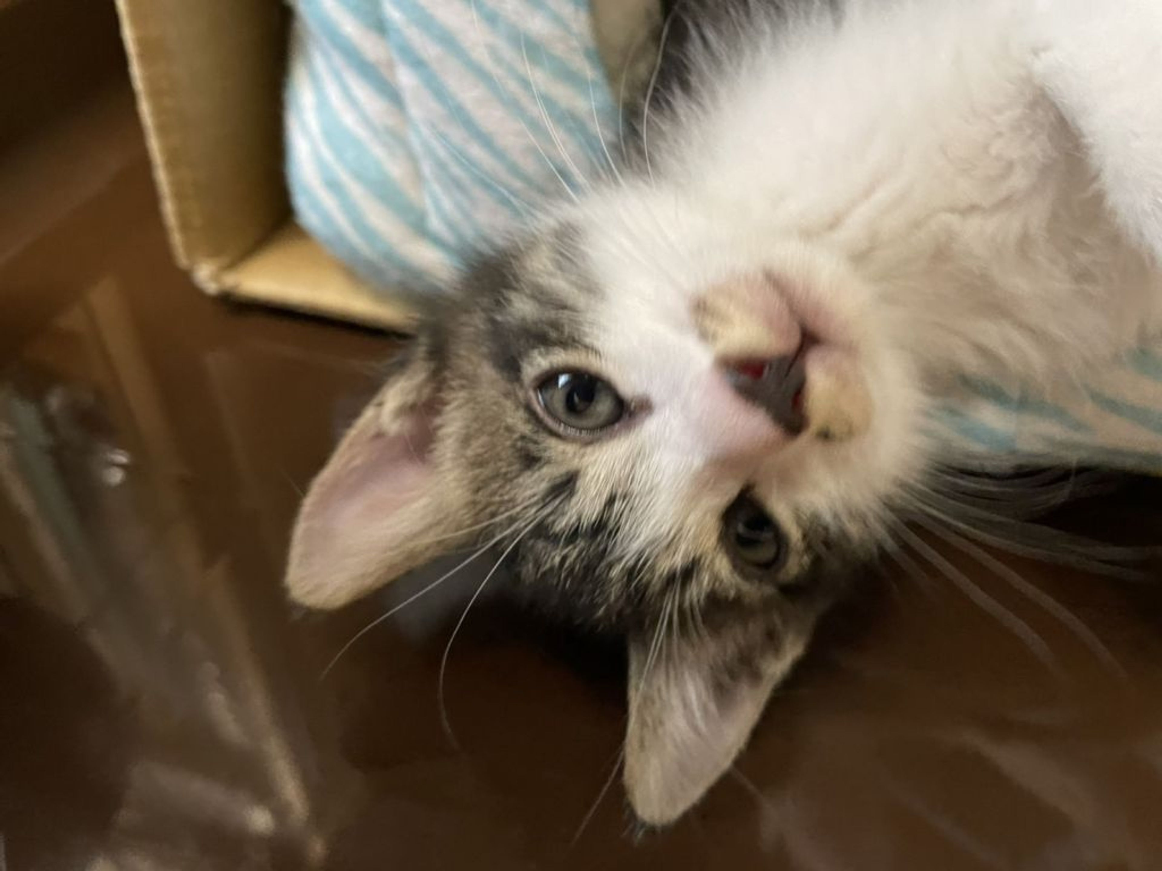 pet-image-8