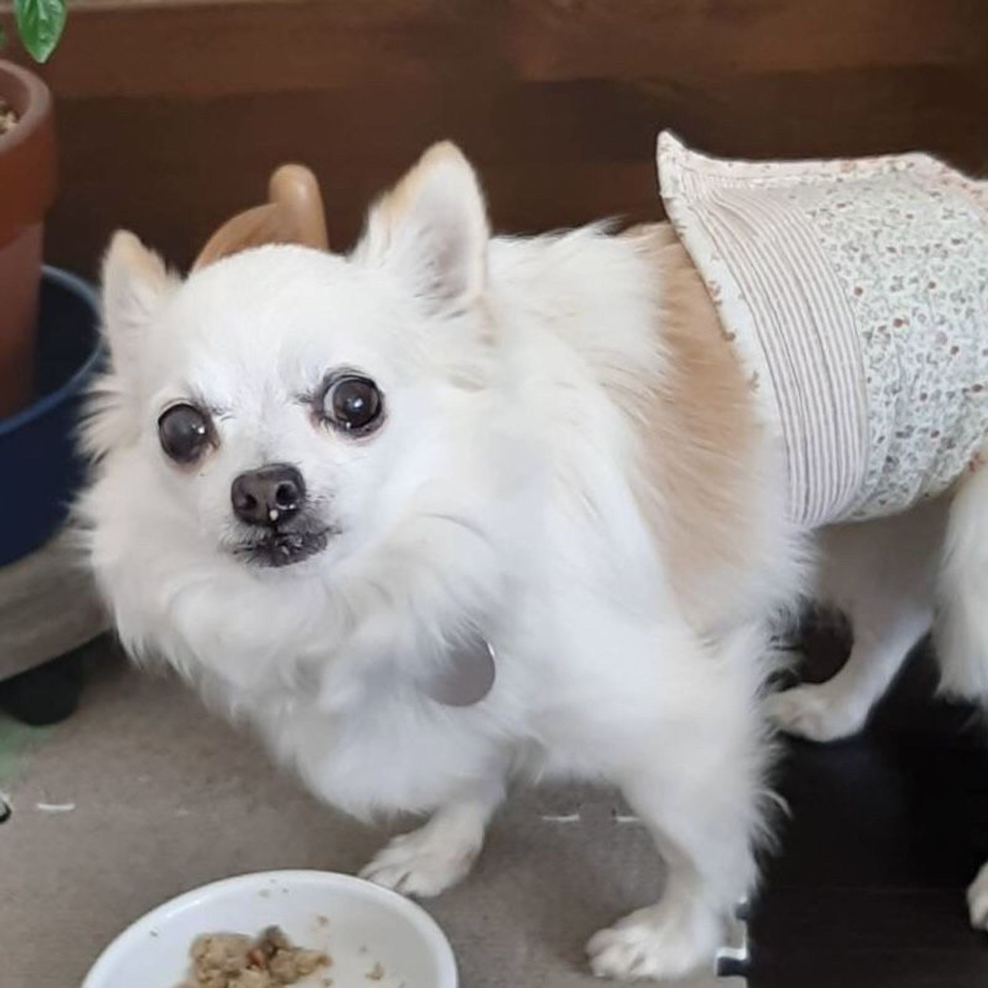 雑種（ミックス犬）・オスの里親募集の写真