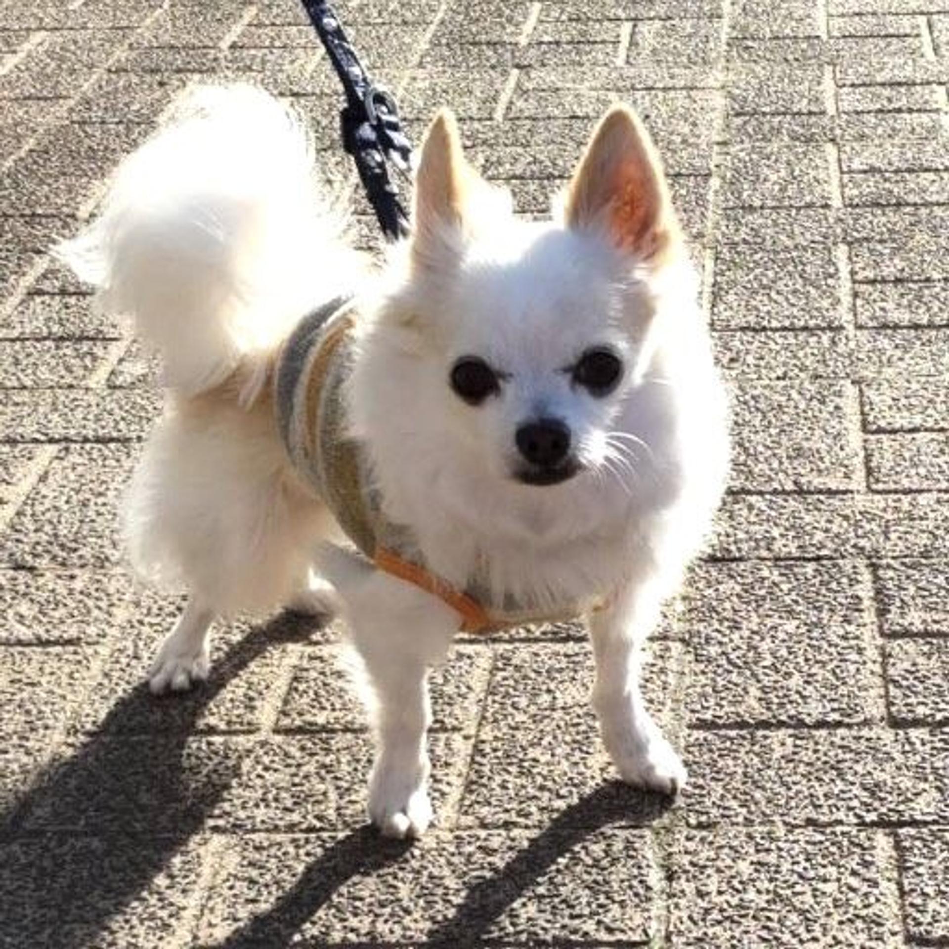 pet-image-6