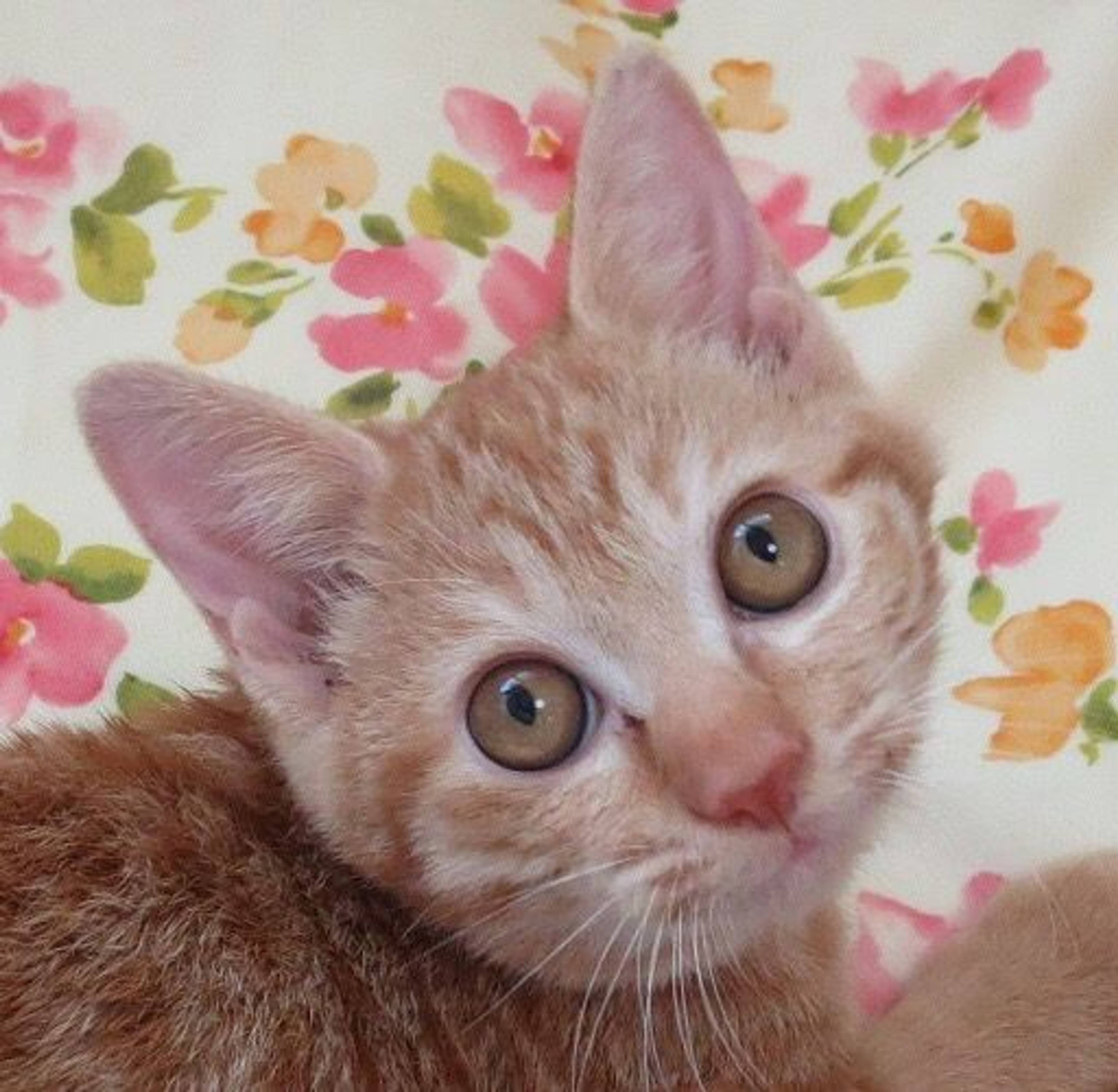 雑種（ミックス猫）・オスの里親募集の写真