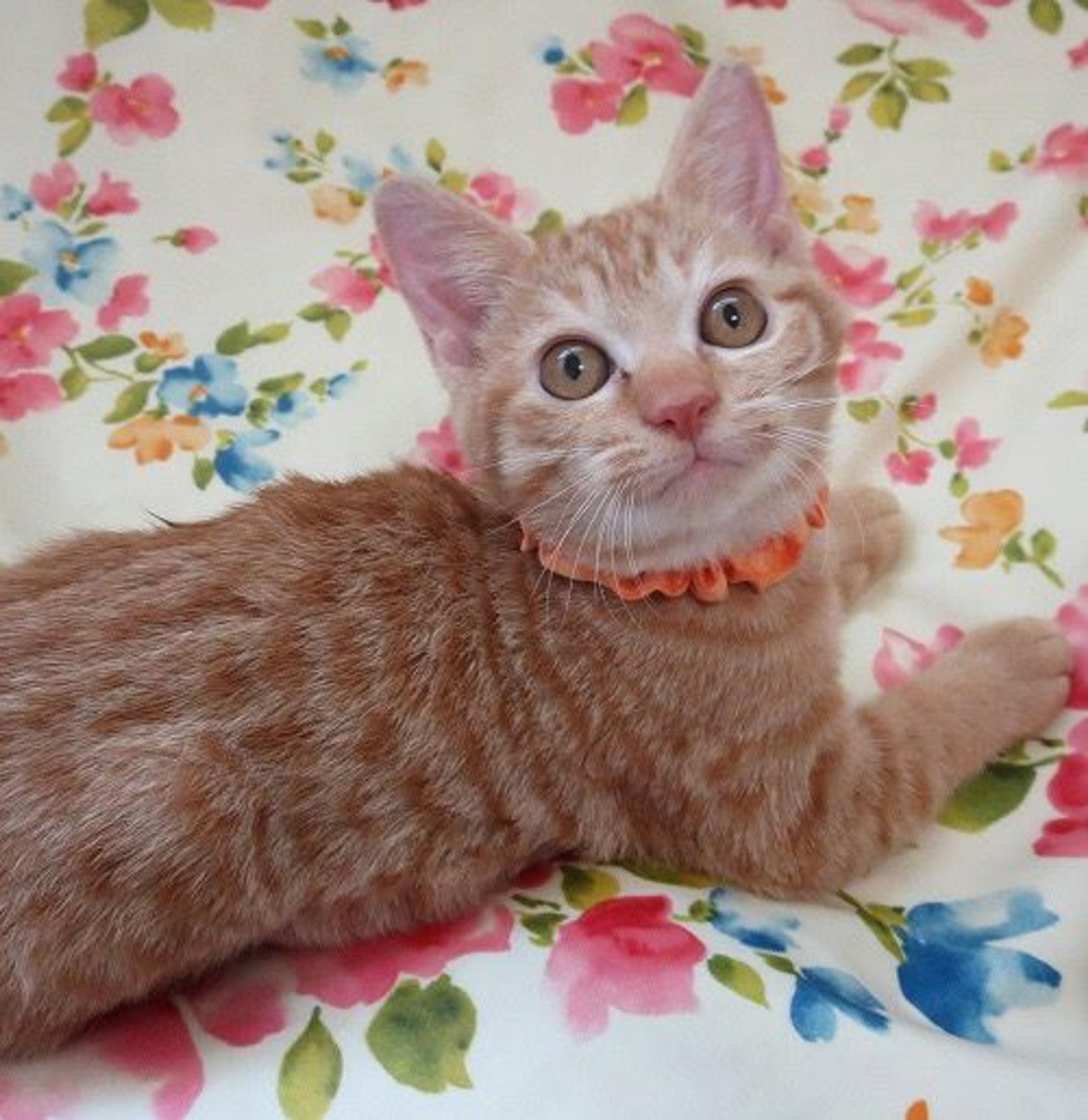 pet-image-2