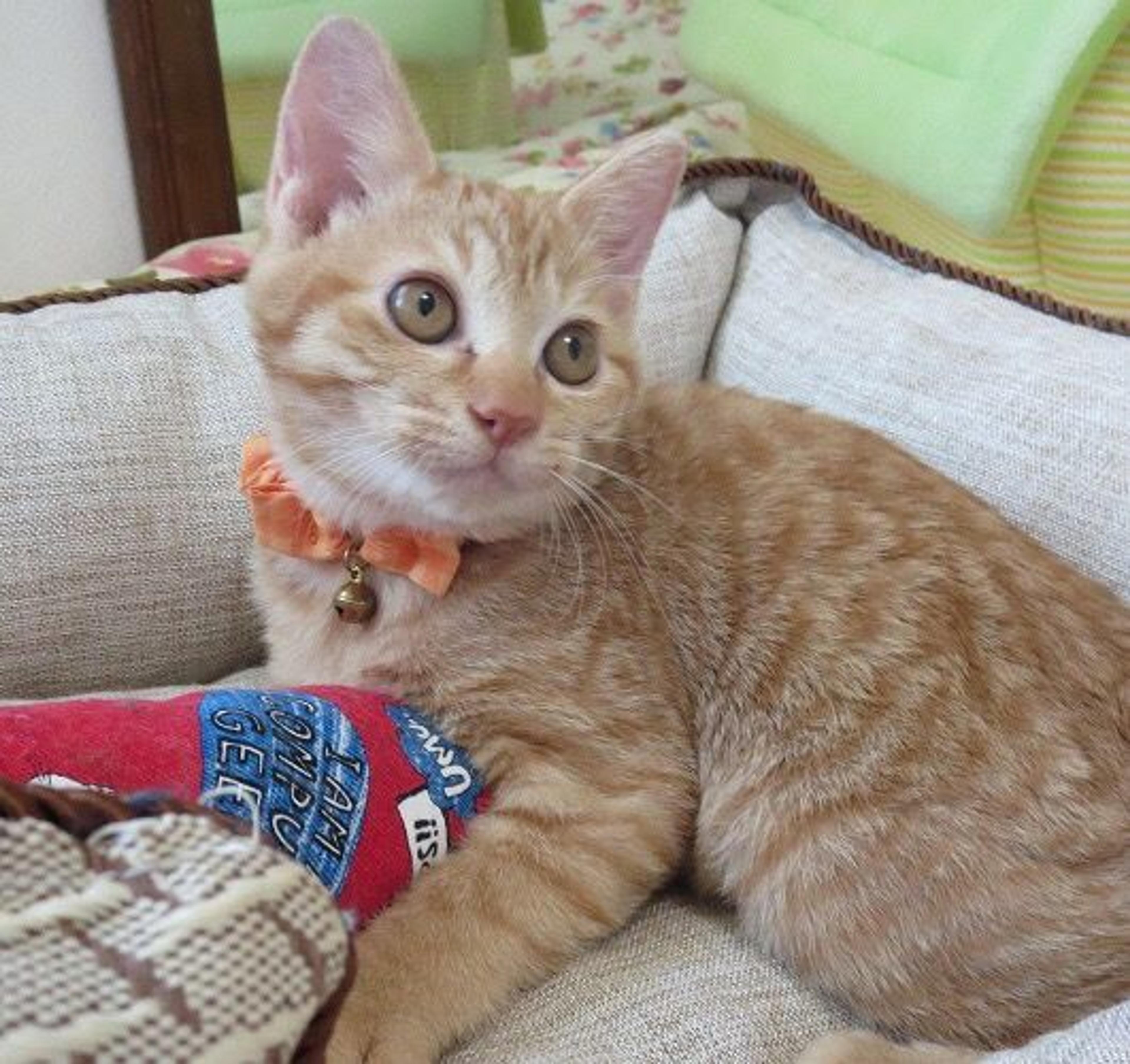 pet-image-3